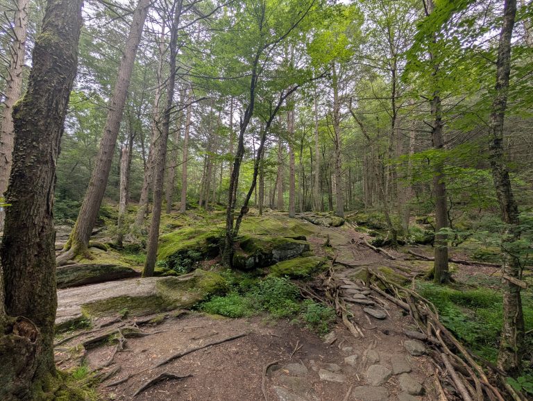 Hiking among the trees and winding along the Mad River.
