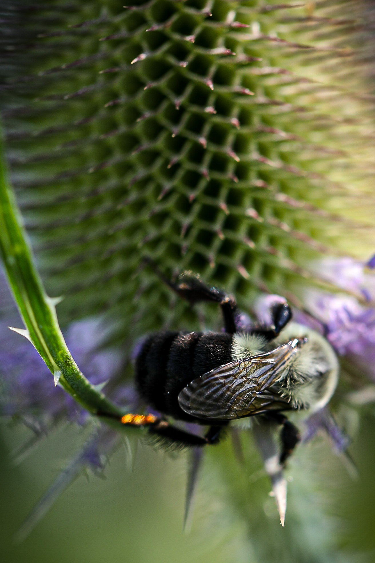 Bee wing detail