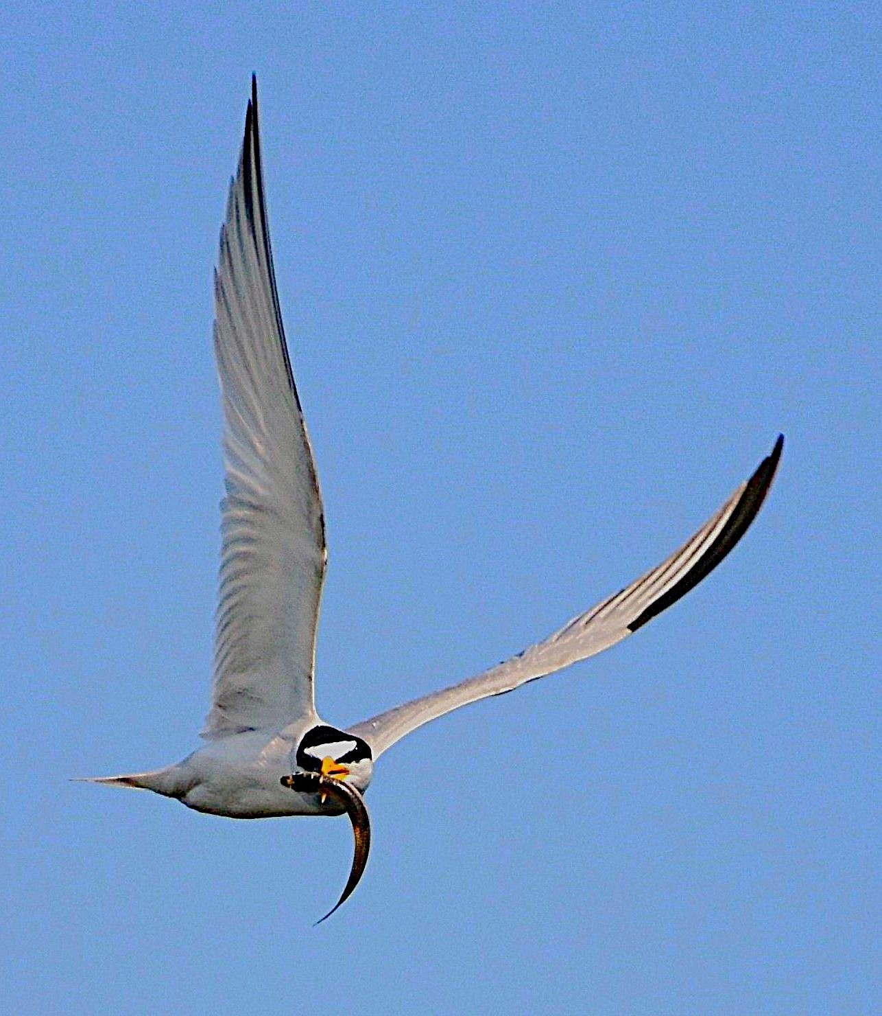 Least Tern in flight and carrying its piscine prey of Atlantic Silverside fish