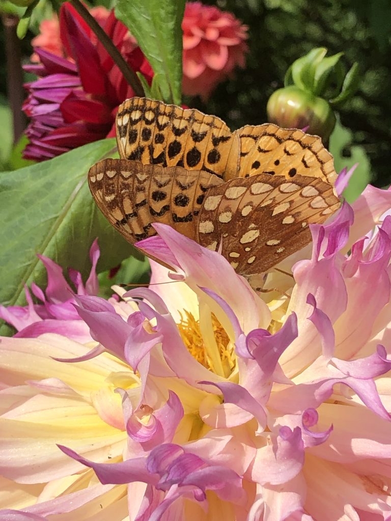My garden