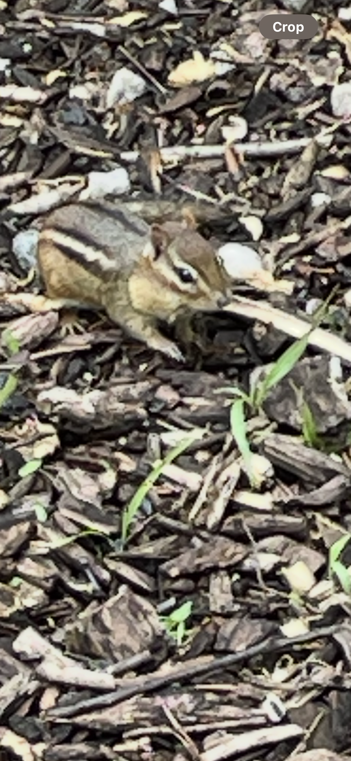 Chipmunk