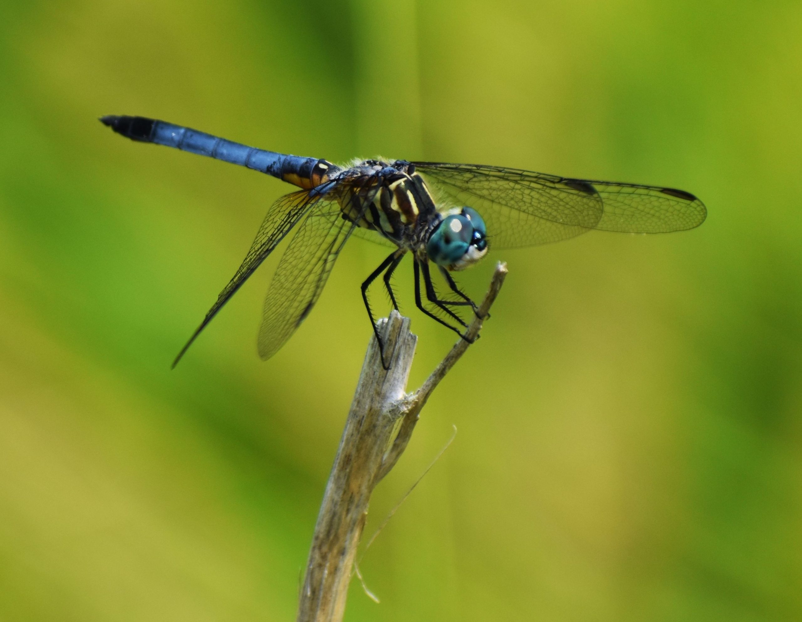 Blue Dasher Dragonfly (frontal sideview).