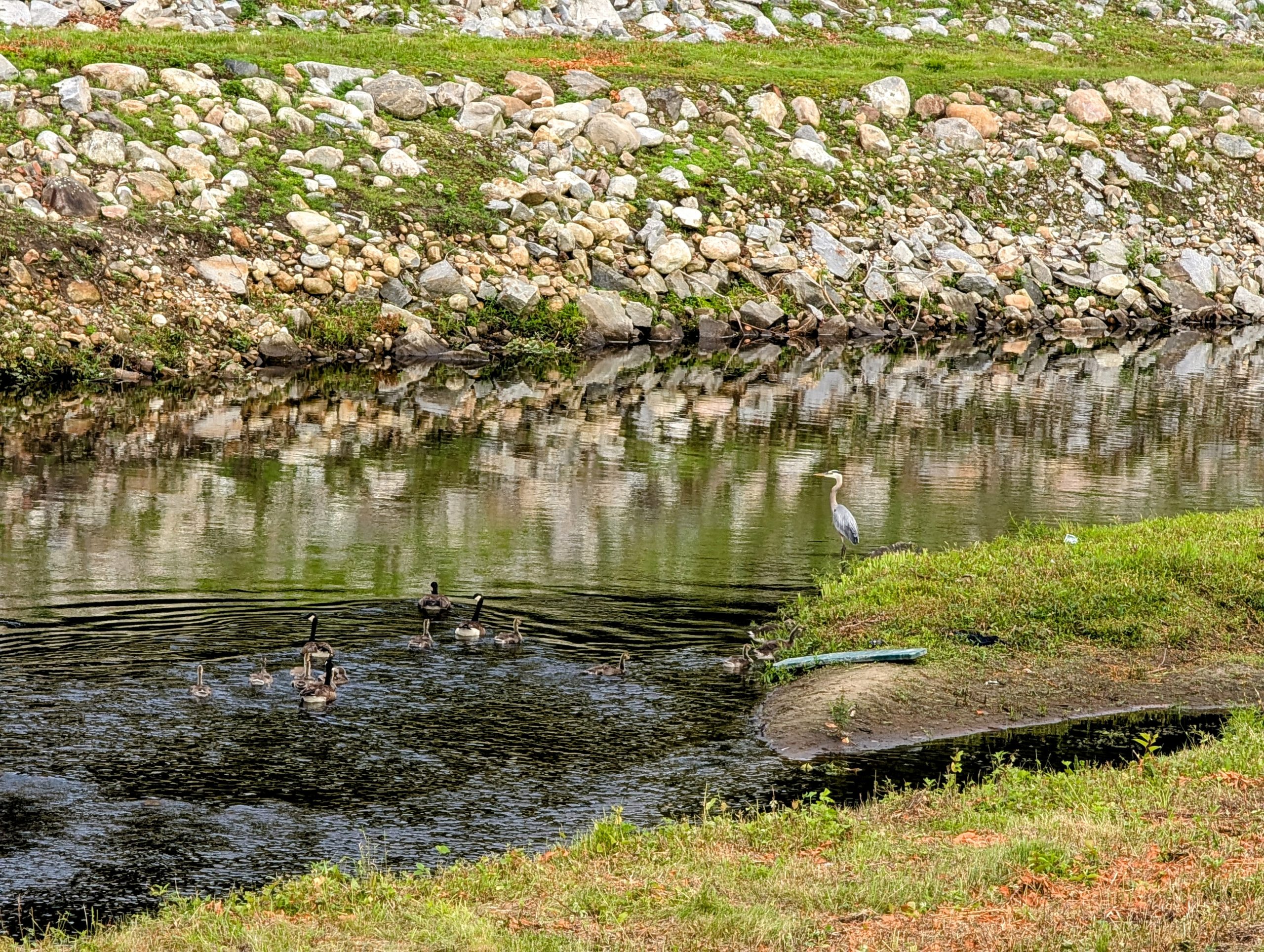 Heron looking on as a family of geese swim by.