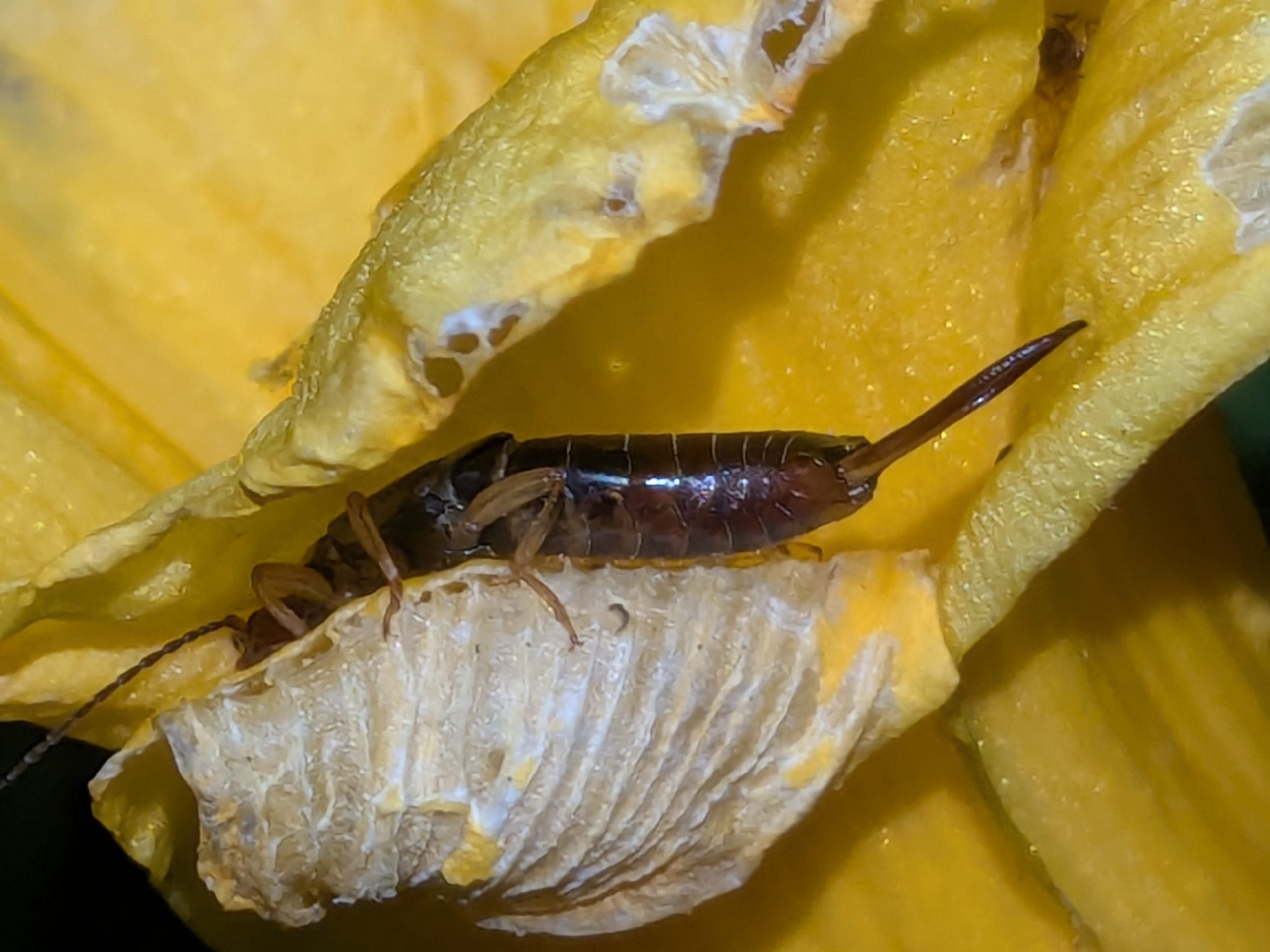 Earwig in a lily