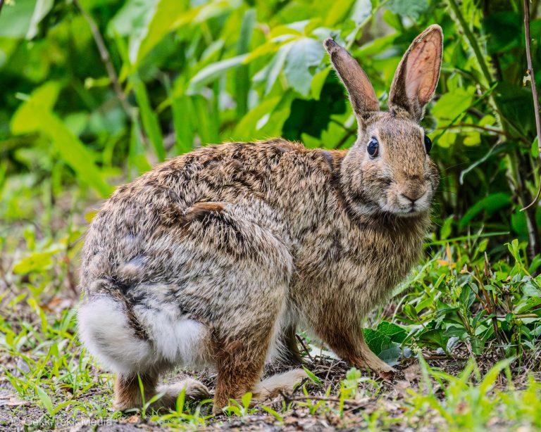 I swear this bunny remembers me every time I come and we see each other. When other people come by it hops away, but when I’m there it lets me sit with it in different areas it forages. Maybe it can sense I have bunnies of my own. Hmm. Regardless, this is my cottontail friend :)