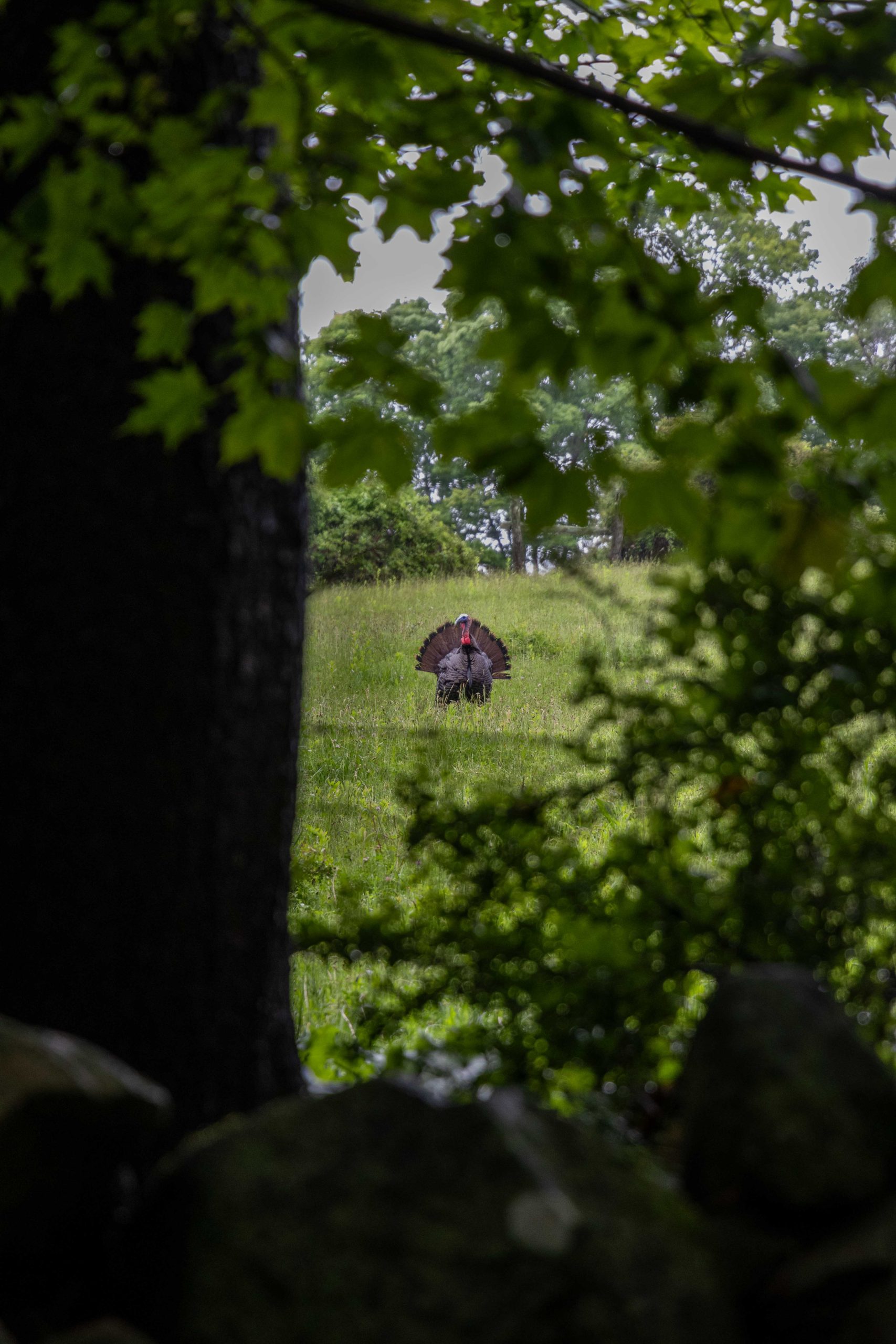 Mmmmm, Thanksgiving.