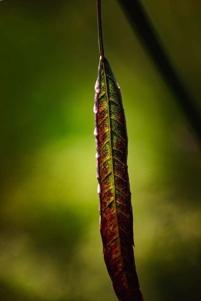 Leaf detail