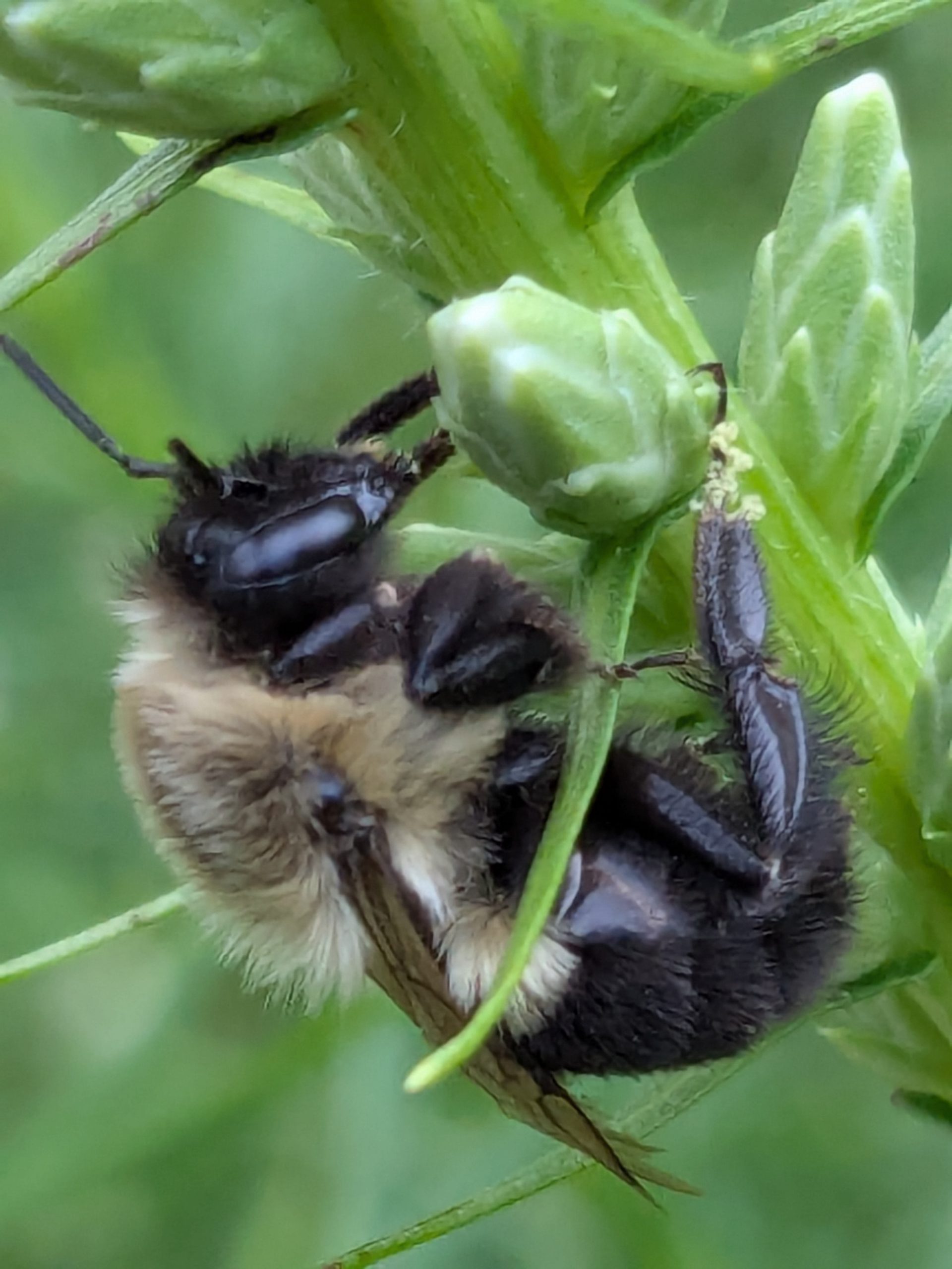 Bumble bee holding on