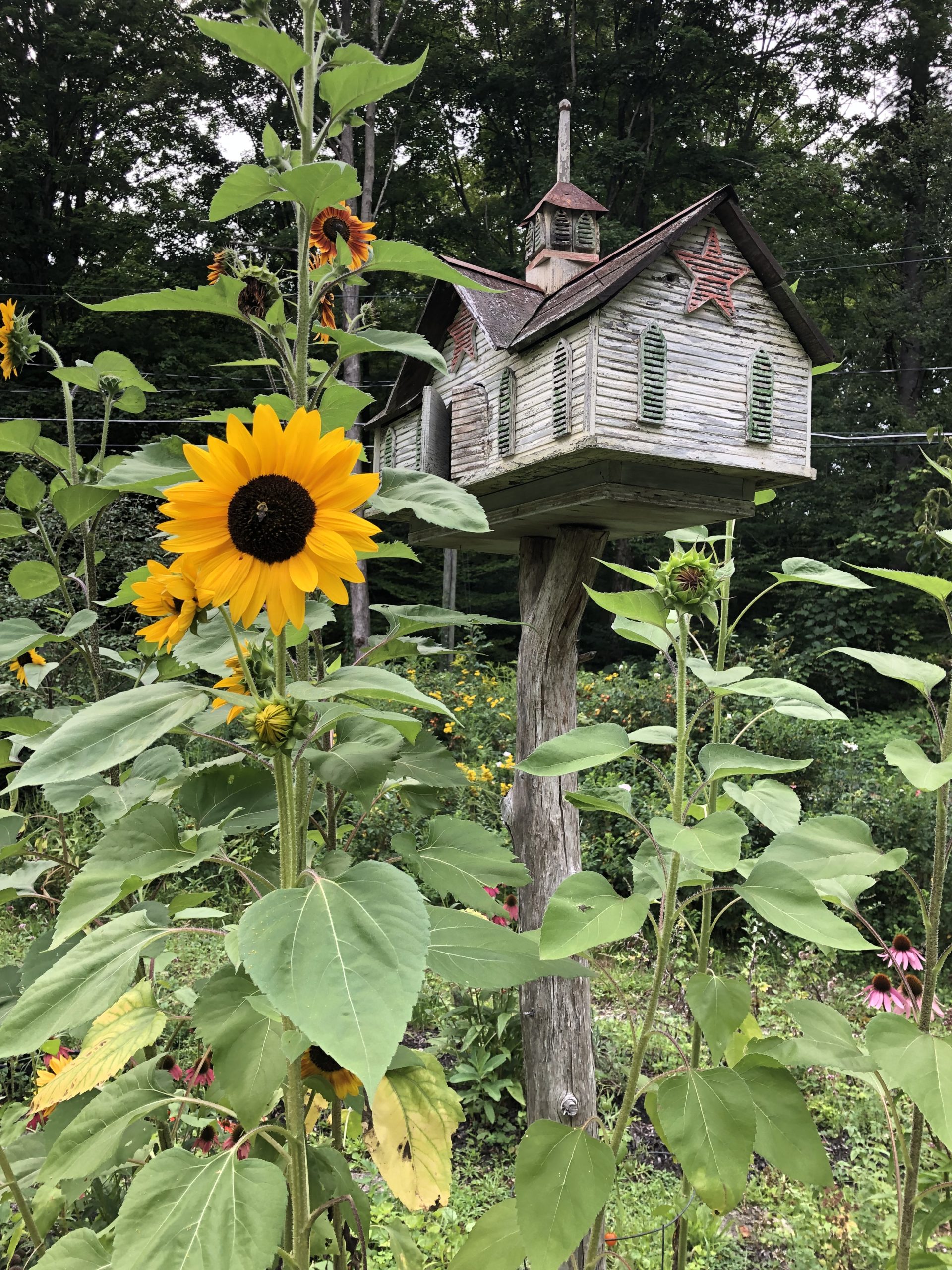 Sunflower and birdhouse