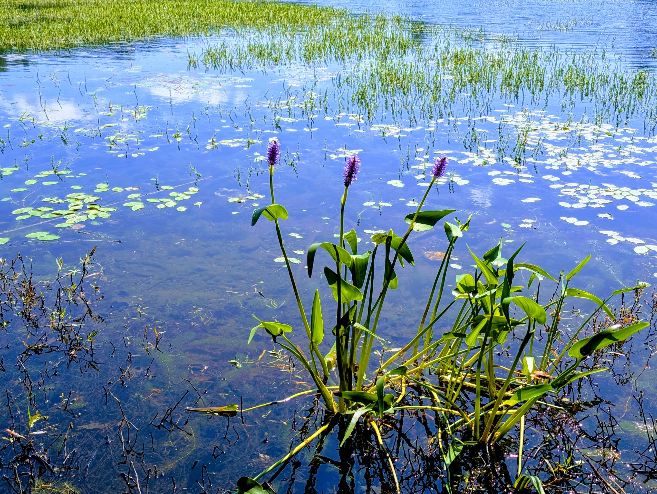 Soaking up the sun at the edge of the water.