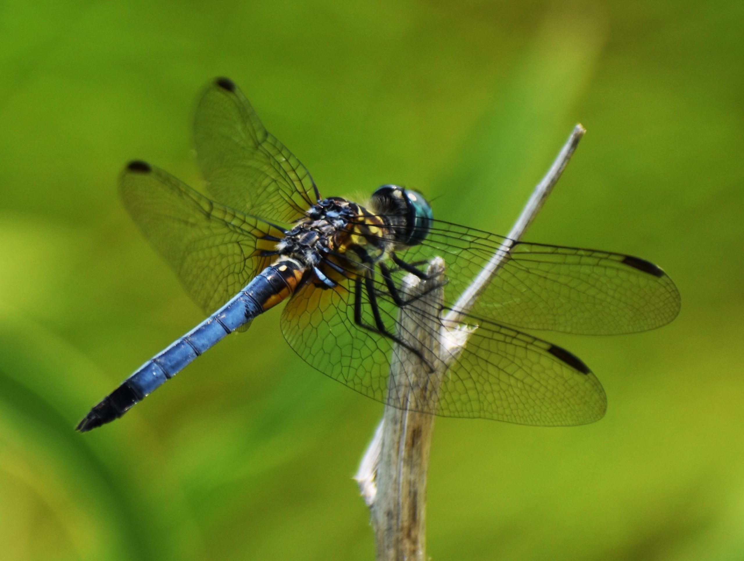 Blue Dasher Dragonfly (dorsal topview).