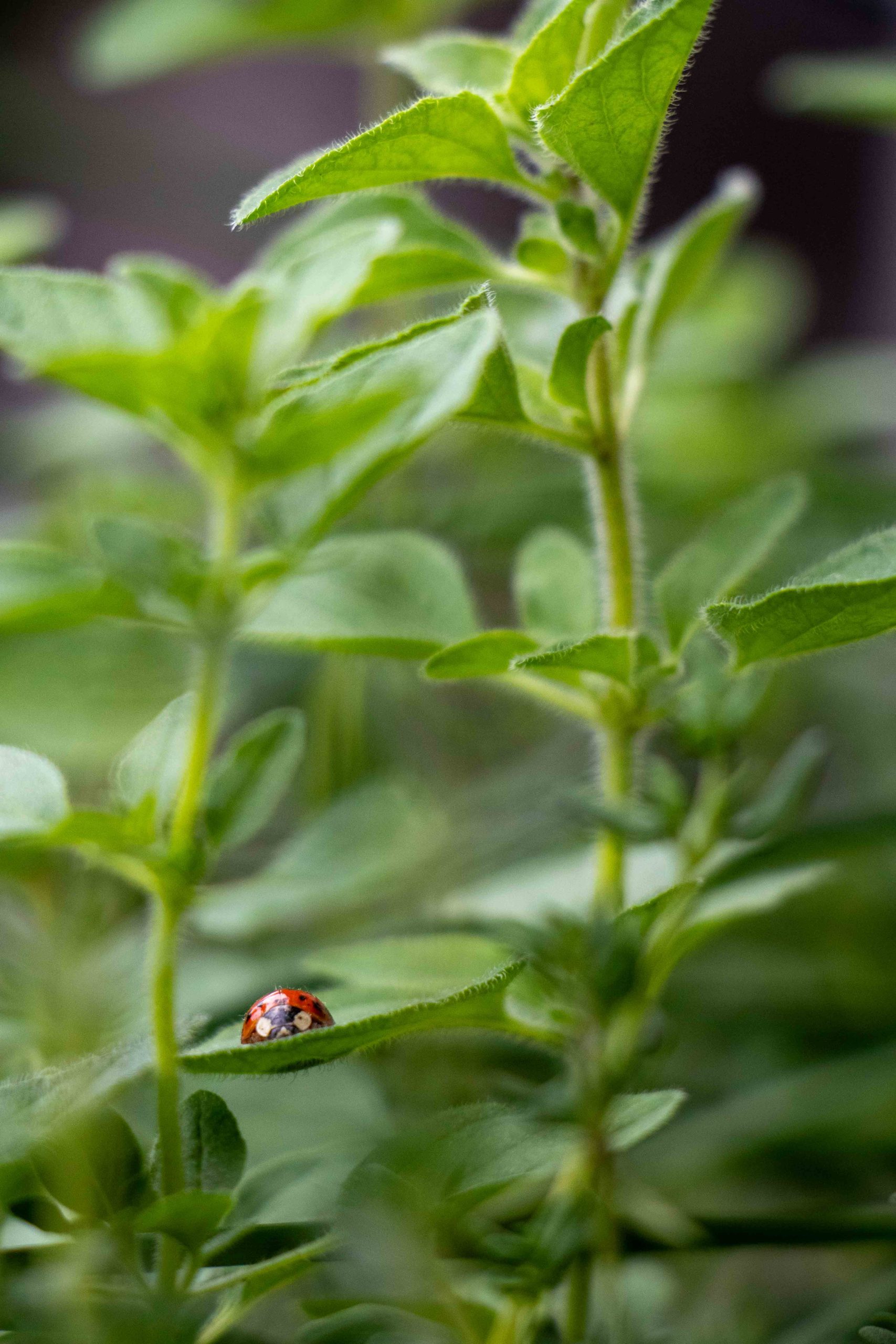 Little does this Lady Bug know how lucky I have been this year.