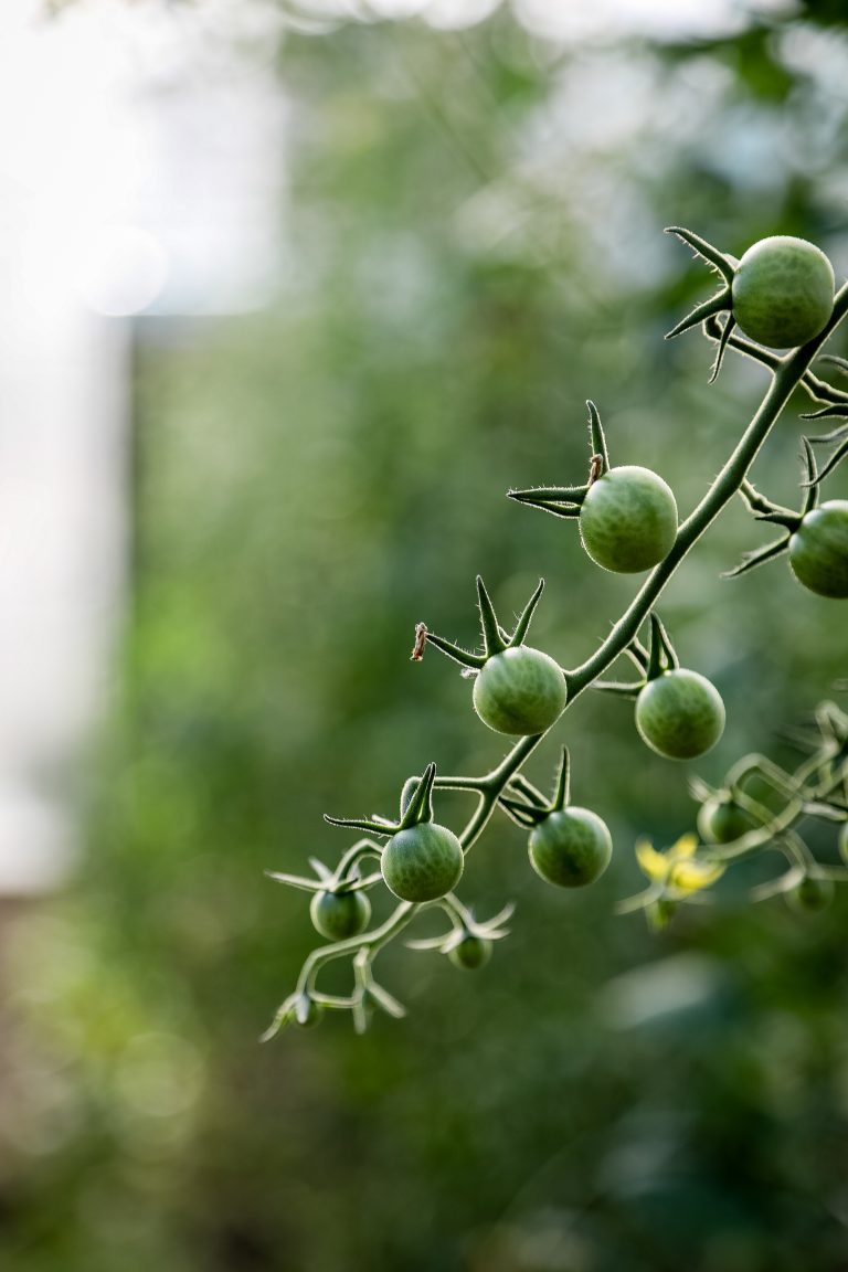 baby tomatoes