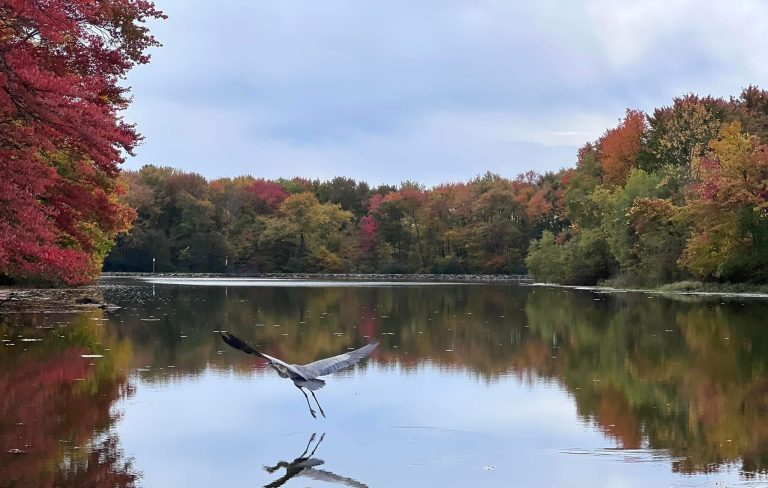 Fall Flight