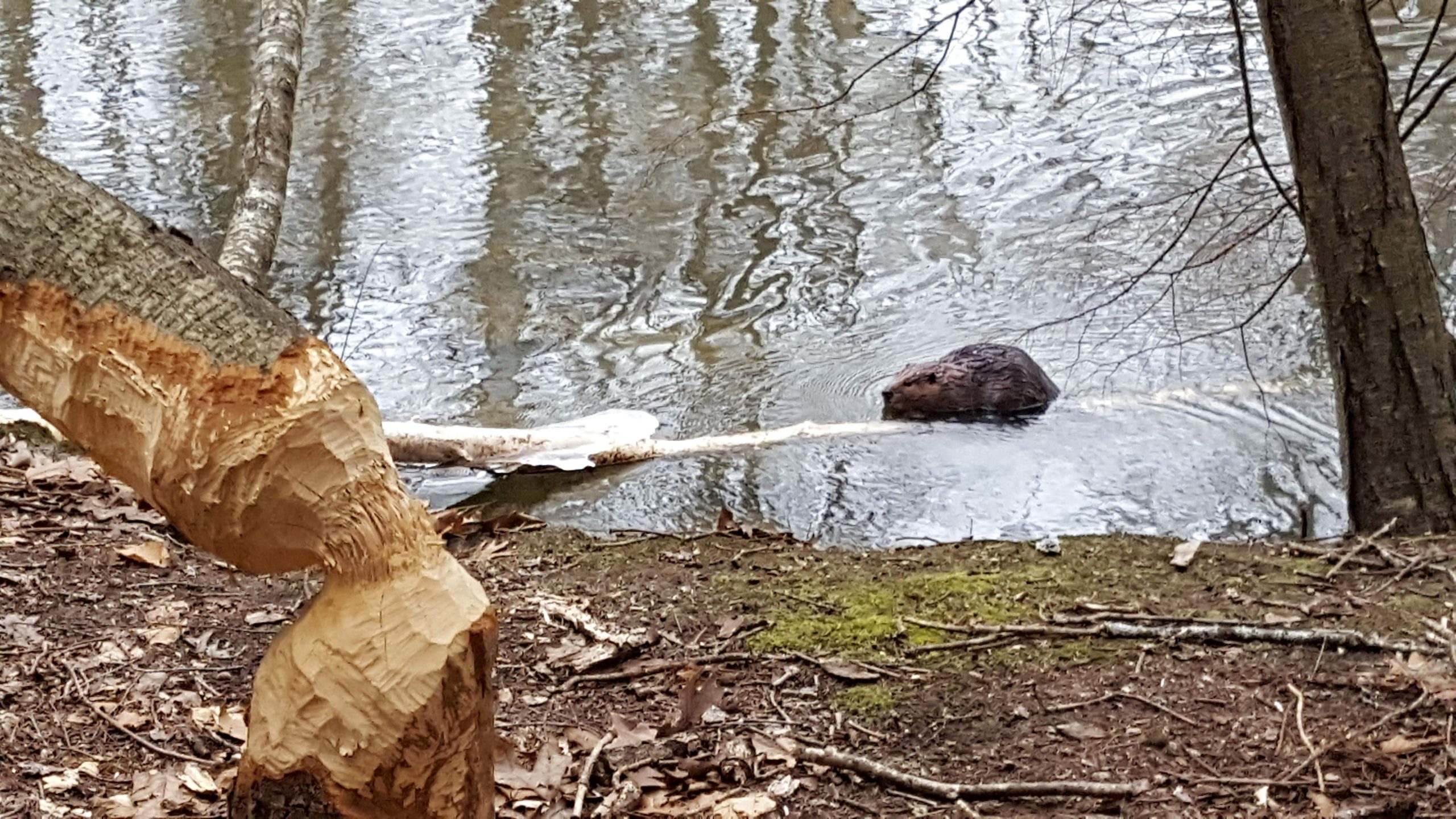 Beaver - I wonder who felled that tree?