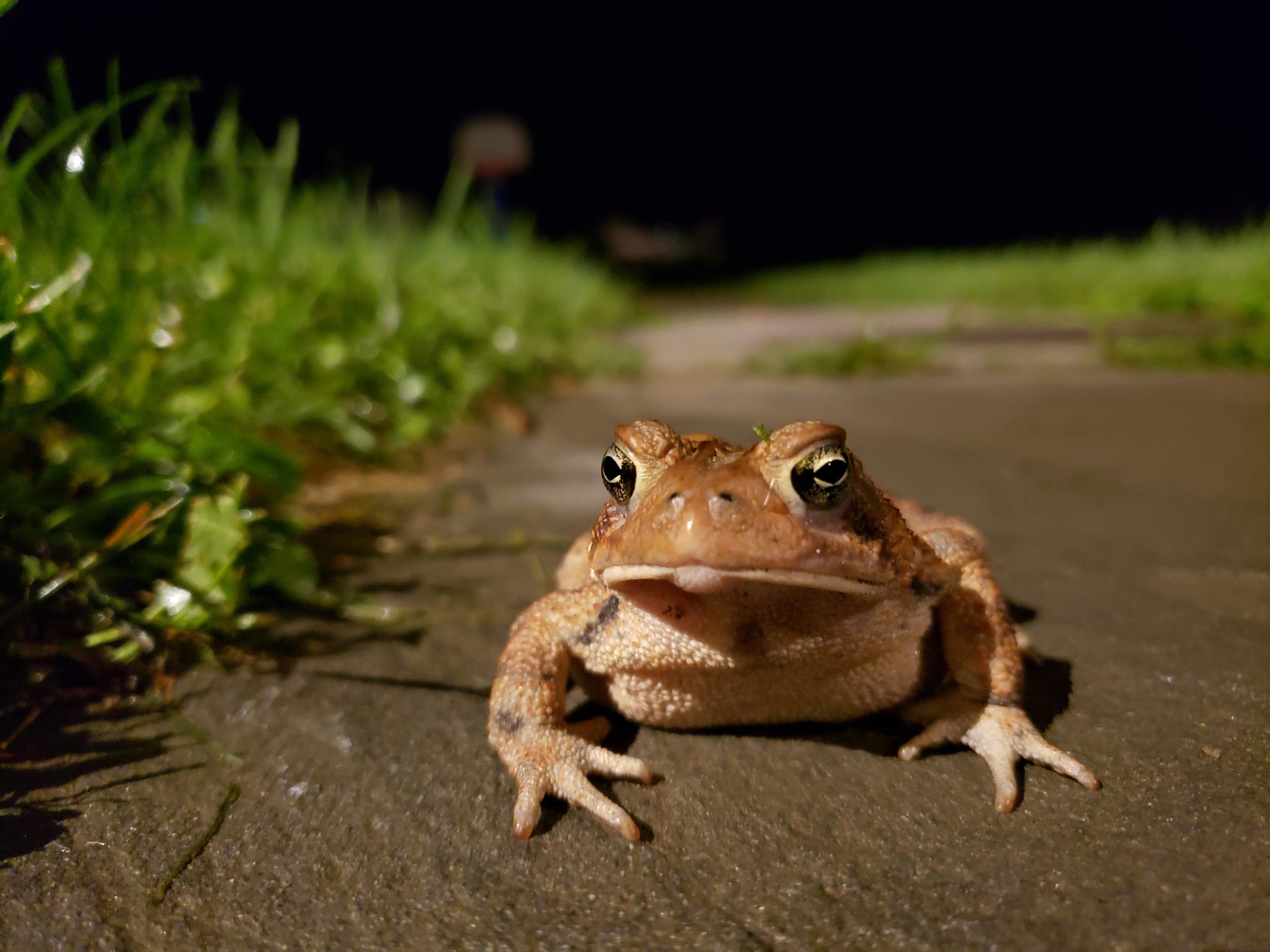 From on Slate Pathway
