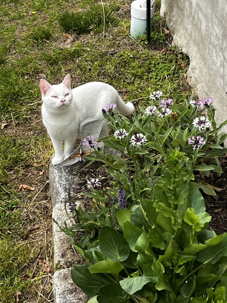 Albino beauty