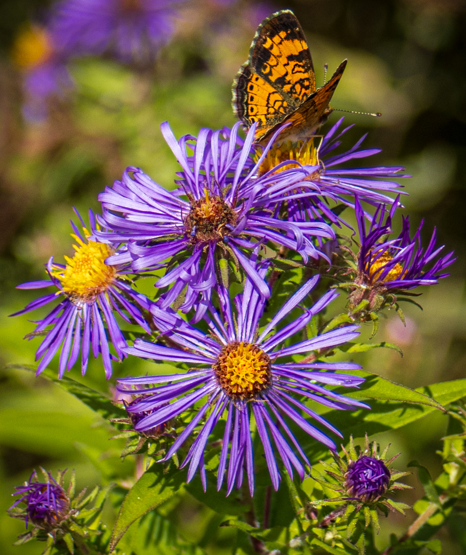 Pearl crescent butterfly with New England asters at Bent of the River Audubon, September 12, 2025.