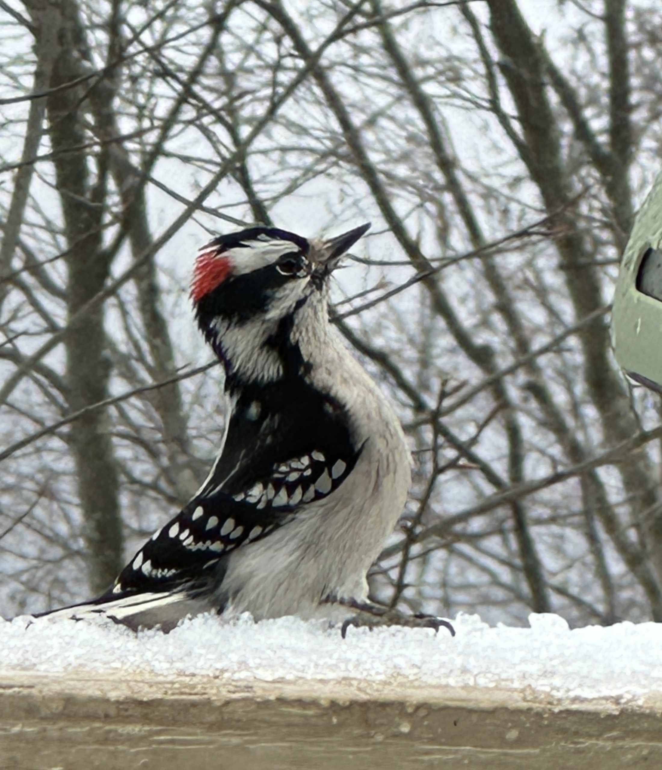 Downy Woodpecker