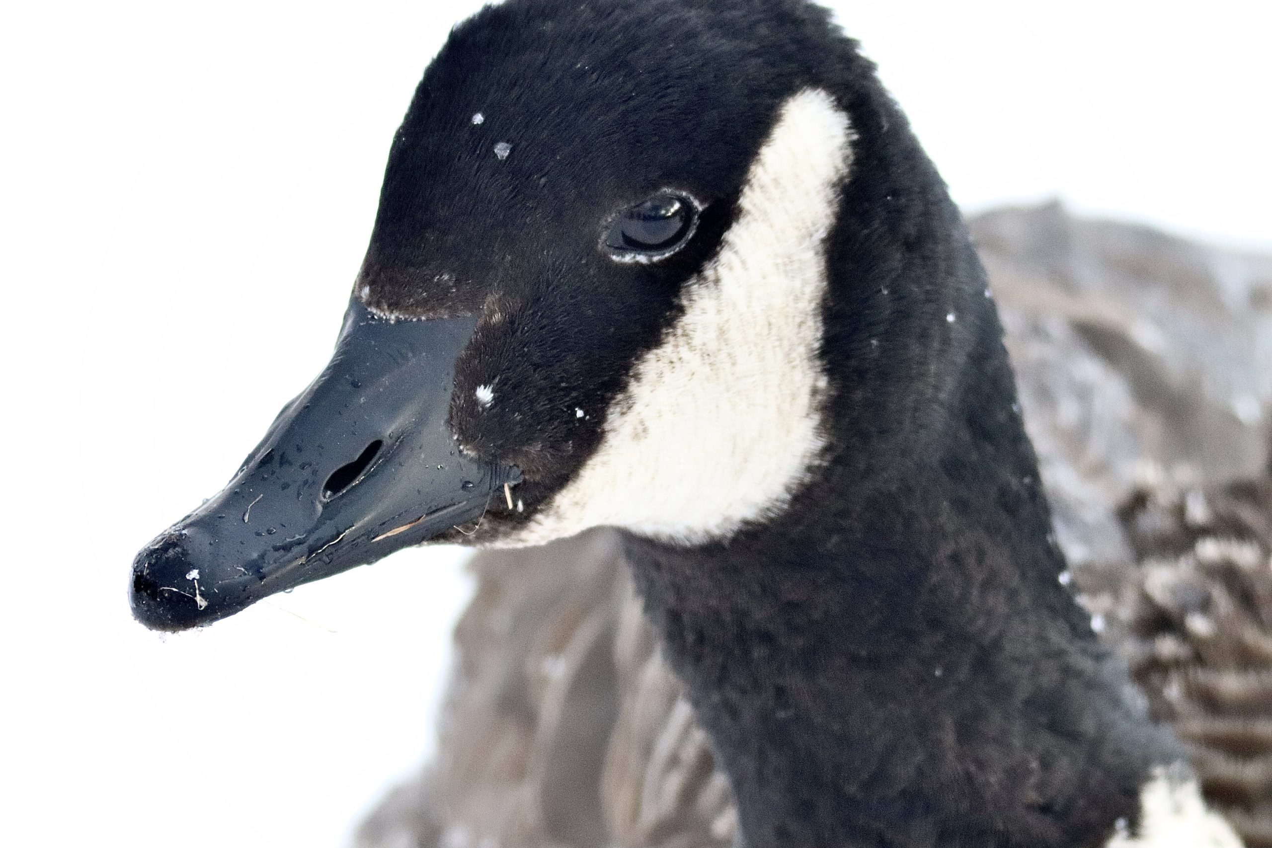 A Canada Goose on Farnams Road Causeway