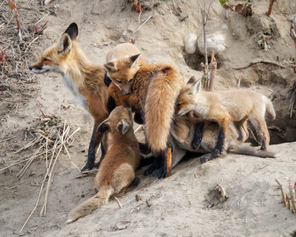 Mother fox and her kits. Her den was along the Naugatuck River