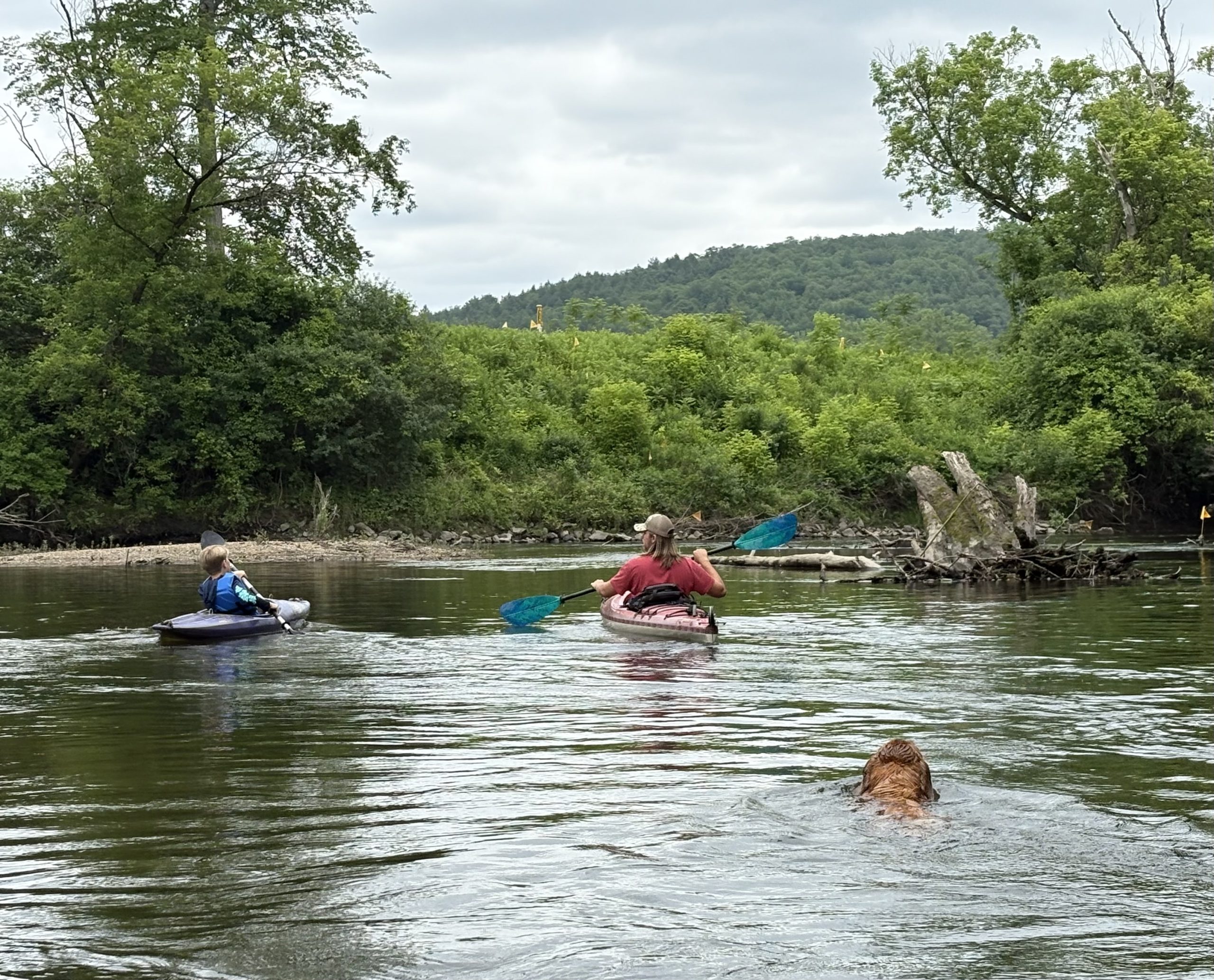 Our golden retriever loving her swim on a paddle with my nephews.