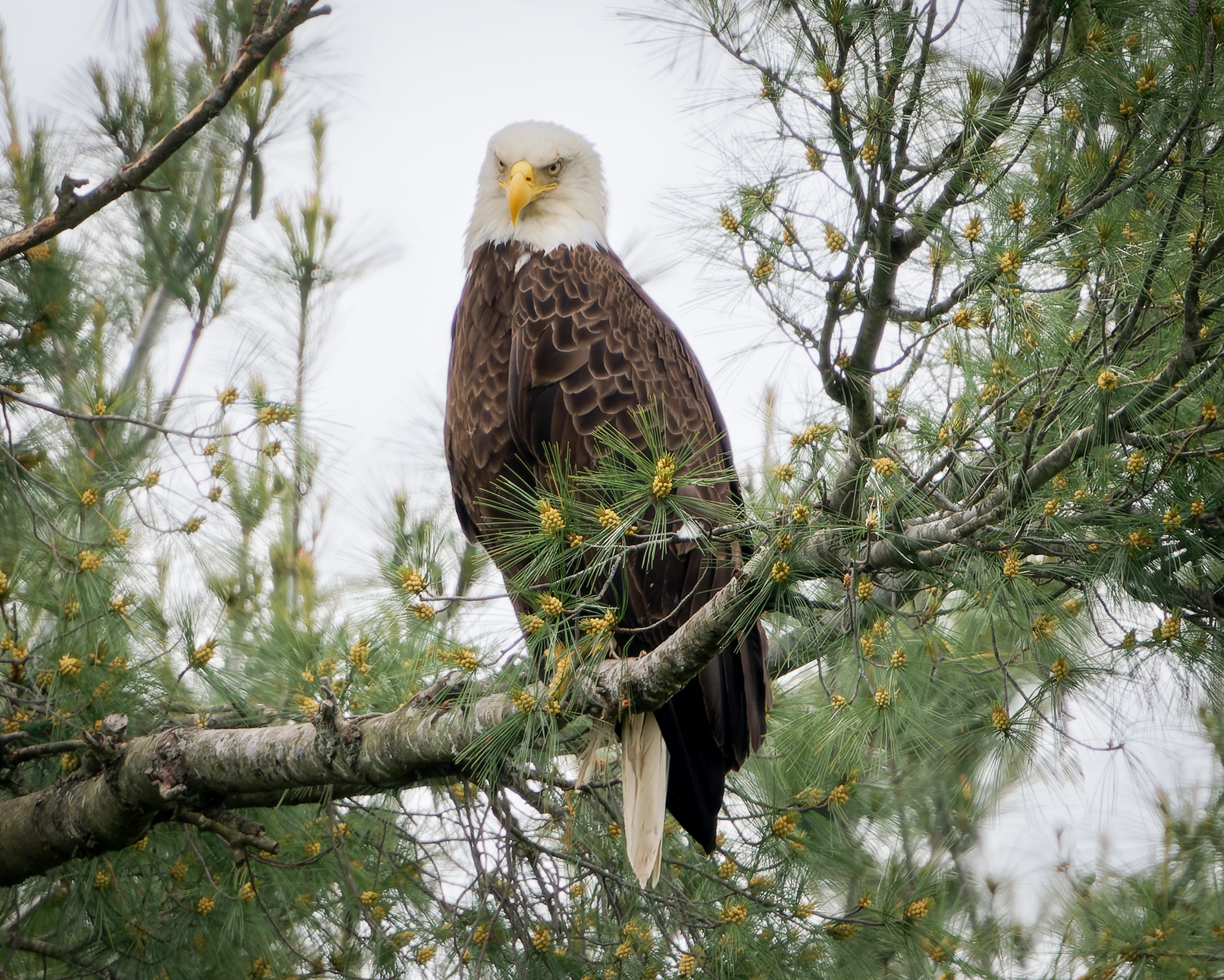 Majestic Eagle watching the river