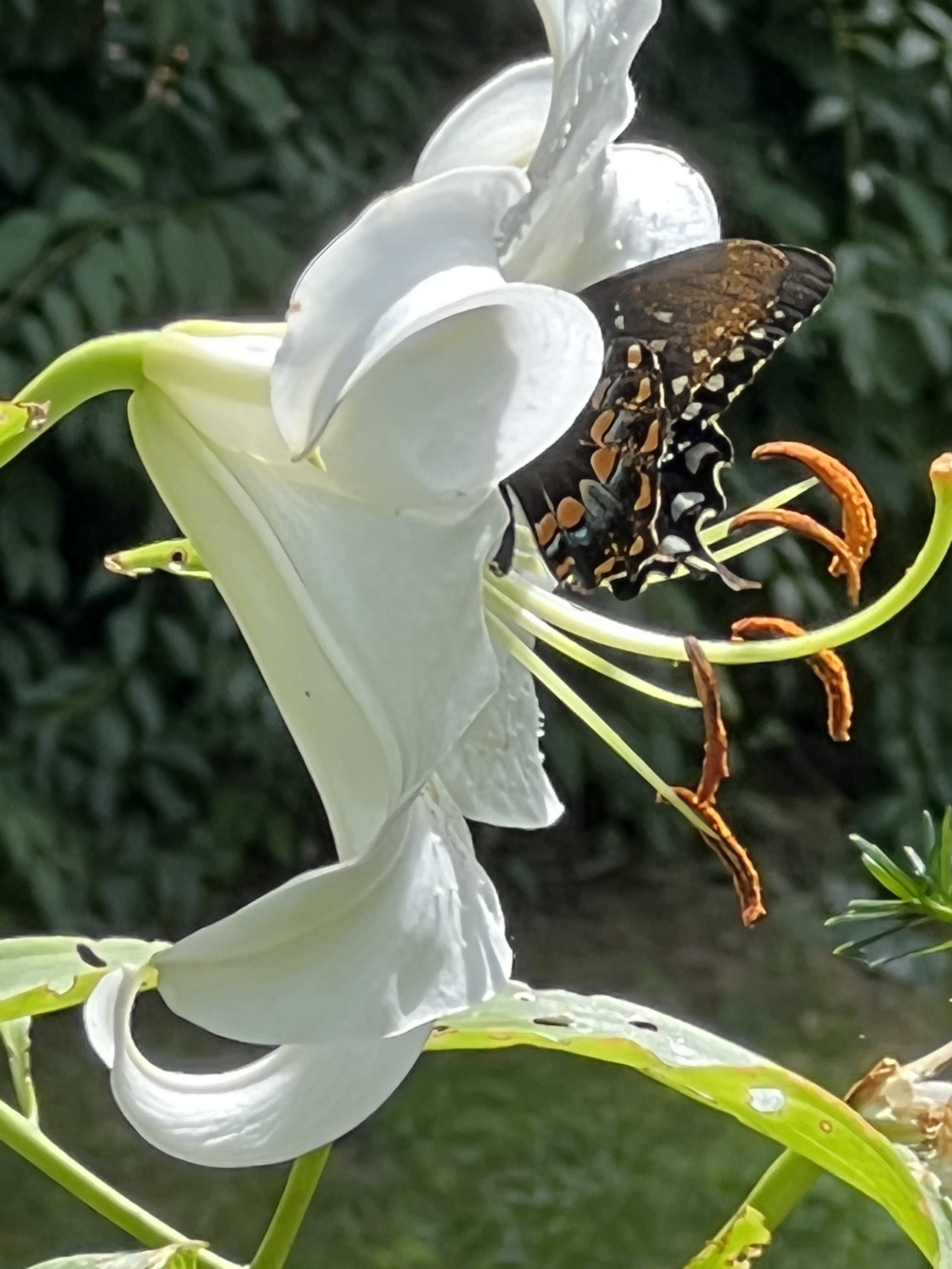 Butterfly on Lily