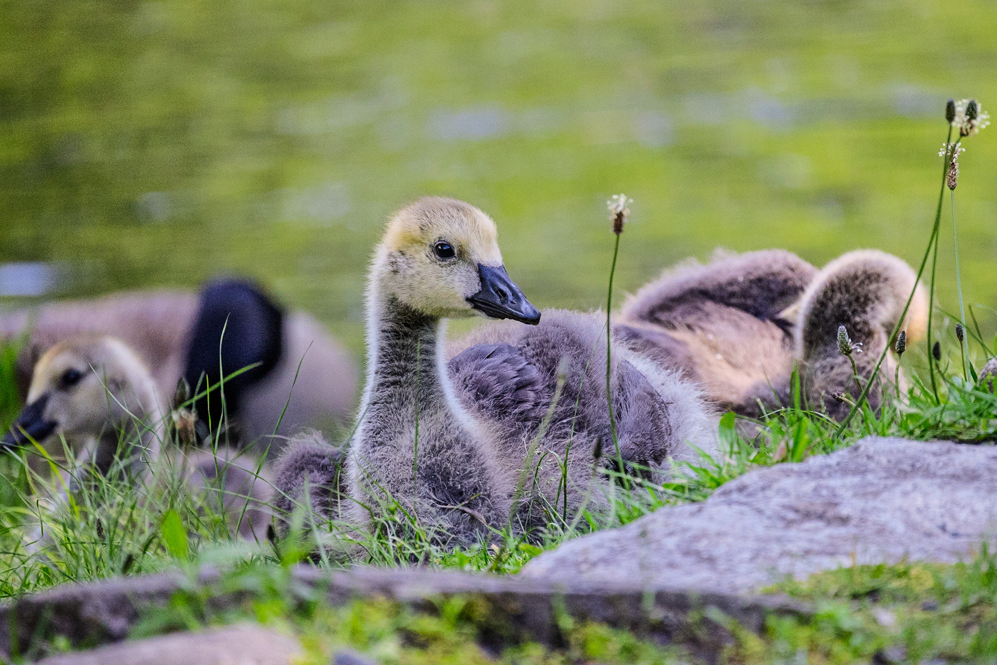 Baby Geese Relaxing