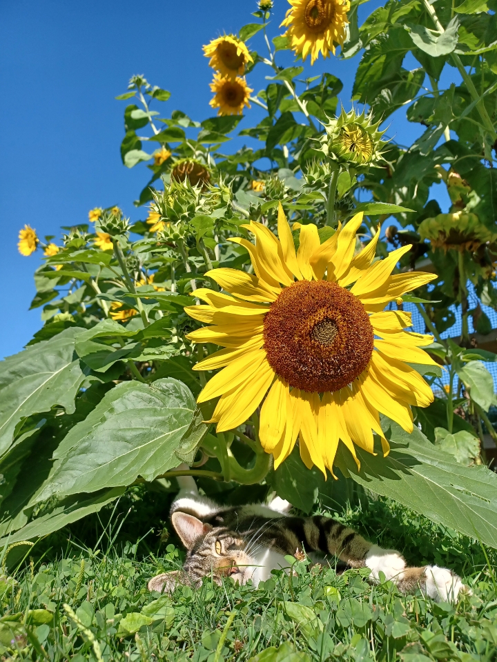 Kitty relaxing in nature