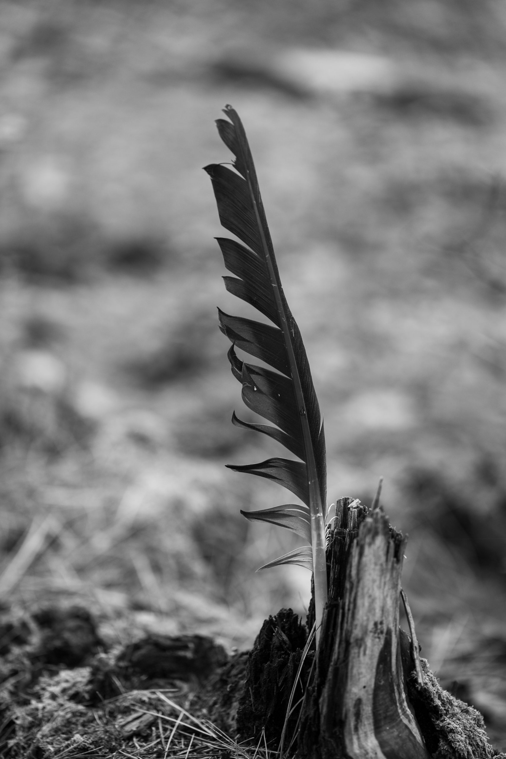 Feather