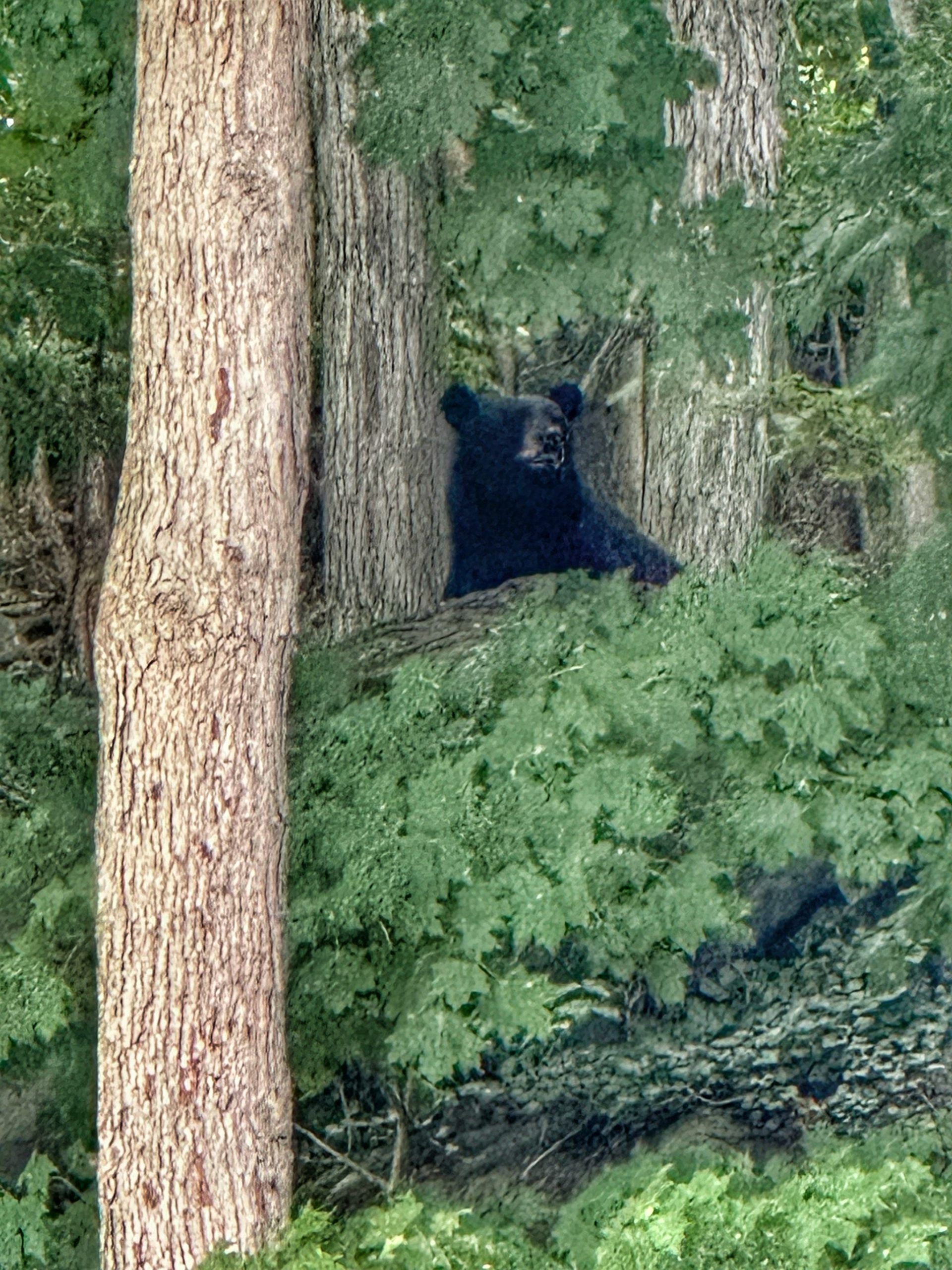 Bear watching me from my yard
