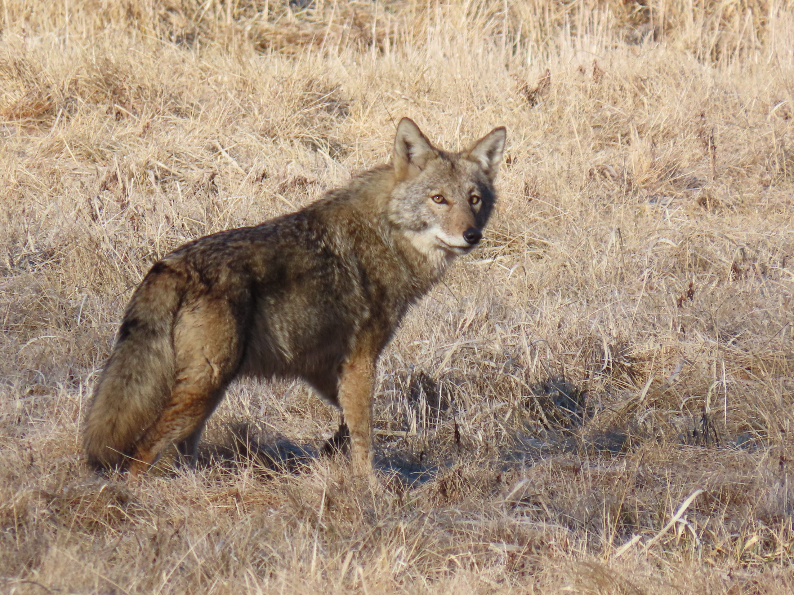 Coyote