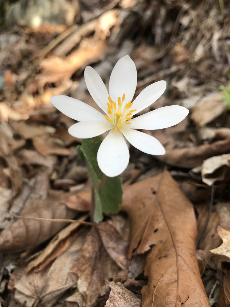 Small Single Flower