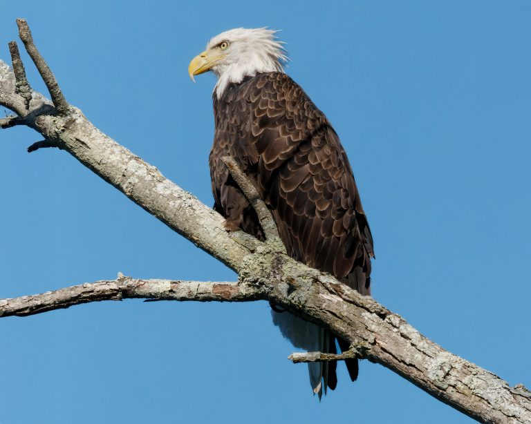 Eagle along the river