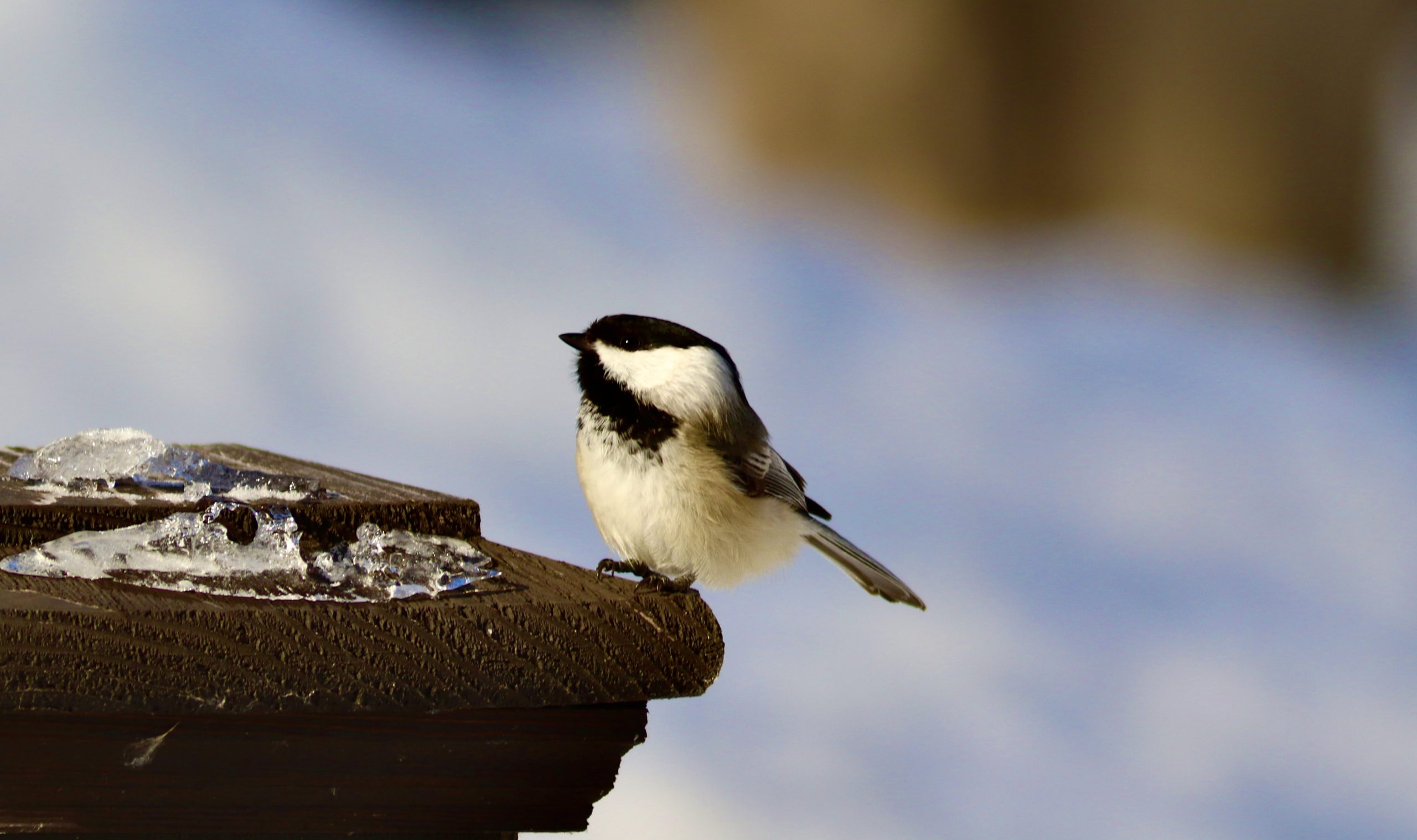 A Black-Capped Chickadee perched on a fence pole along the rail trail