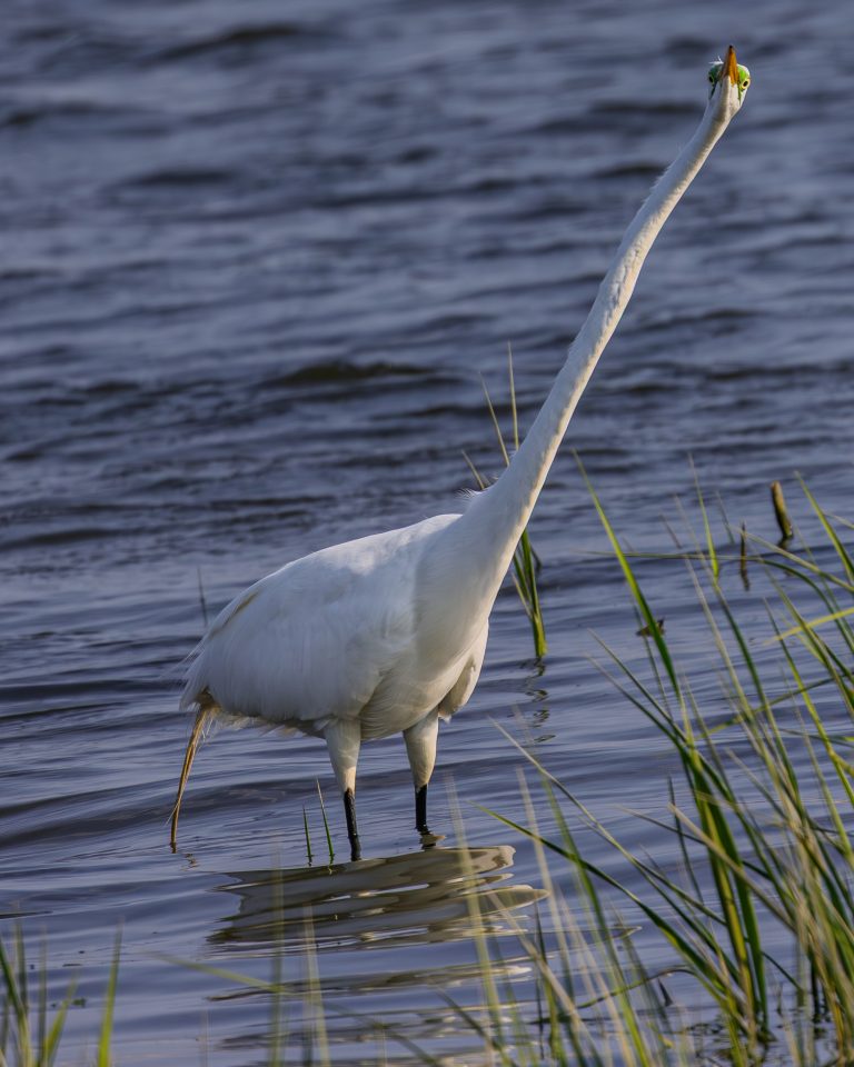 Doofy Great White Egret looking like he’s in his own world. Close up on his face and his expression is hilarious