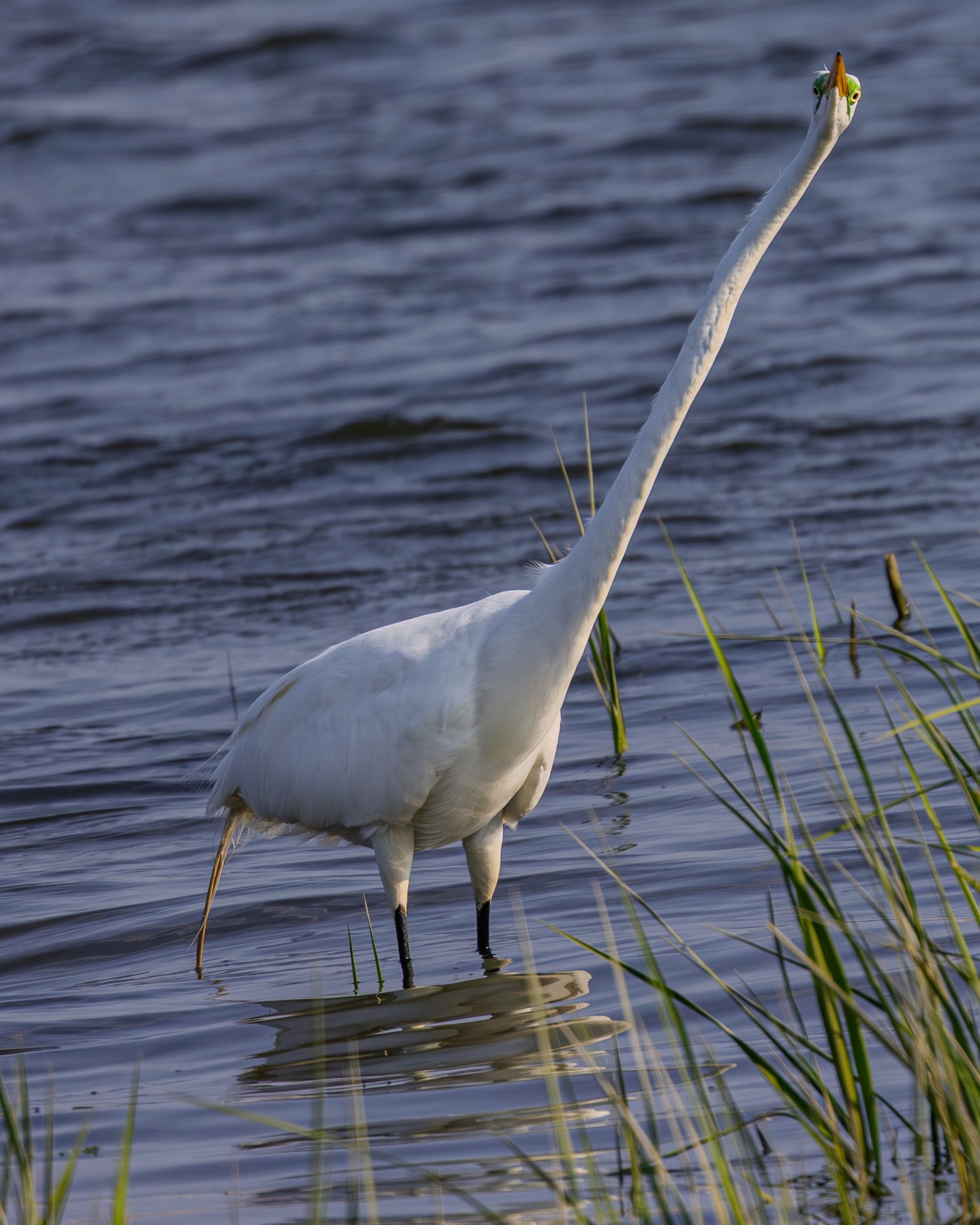 Doofy Great White Egret looking like he’s in his own world. Close up on his face and his expression is hilarious