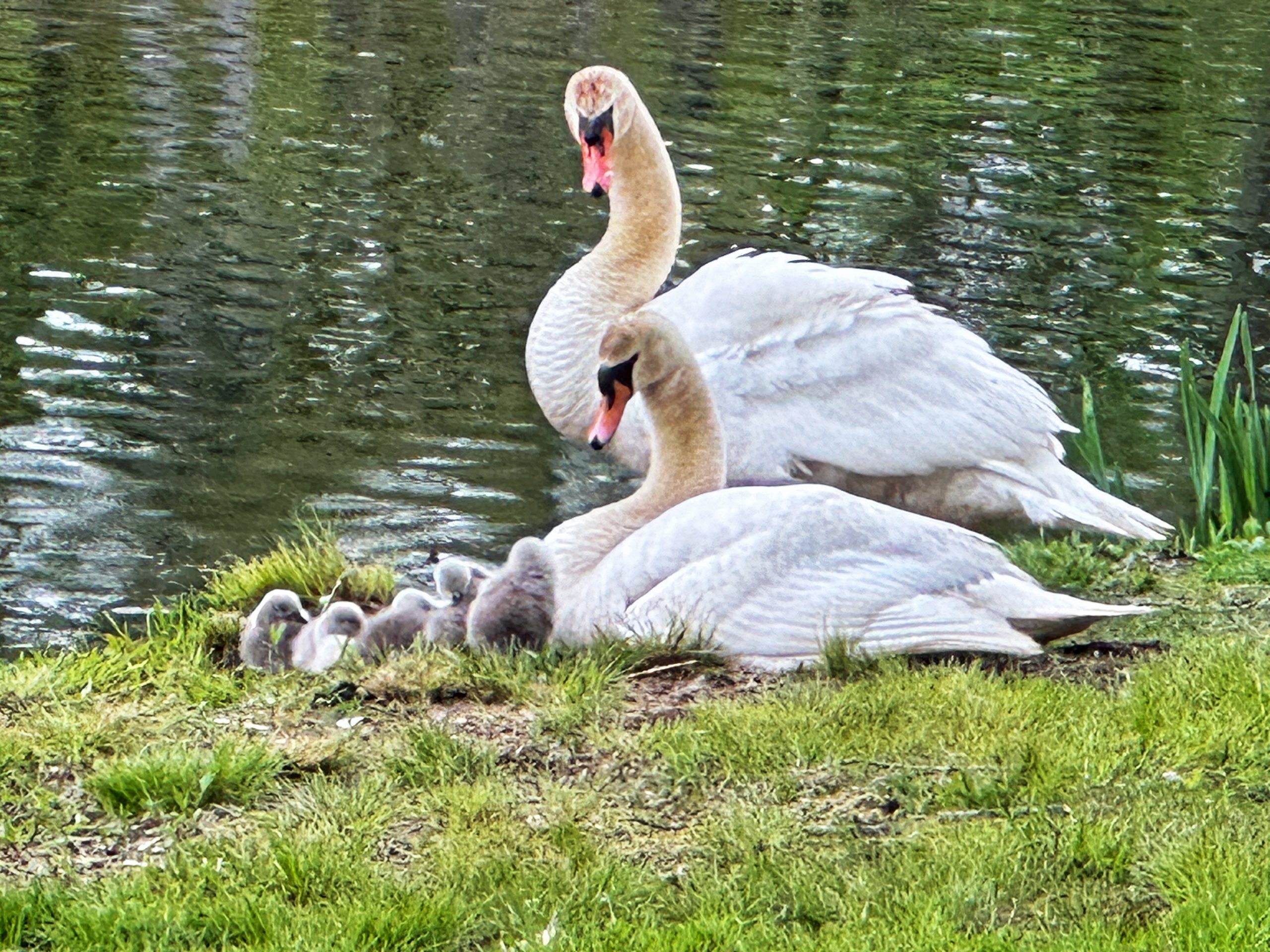 Swans and Cygnets