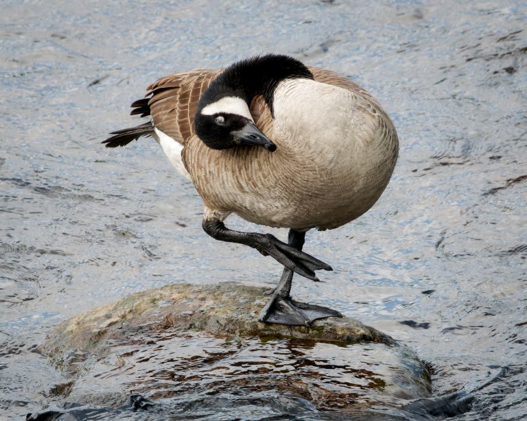 Silly Goose