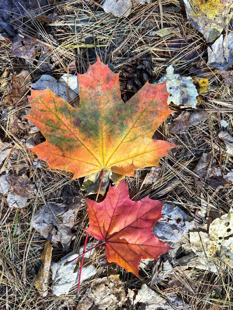 Fall Colors