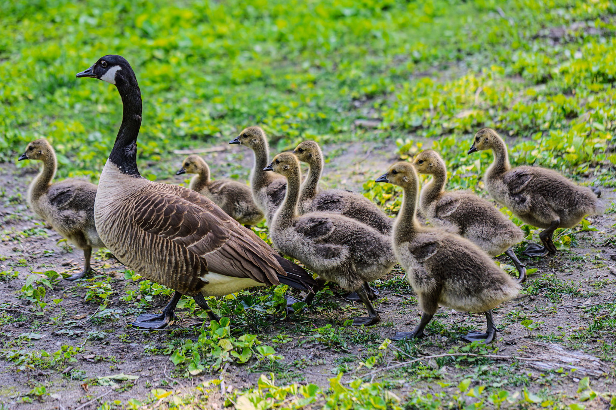 Baby Geese school time