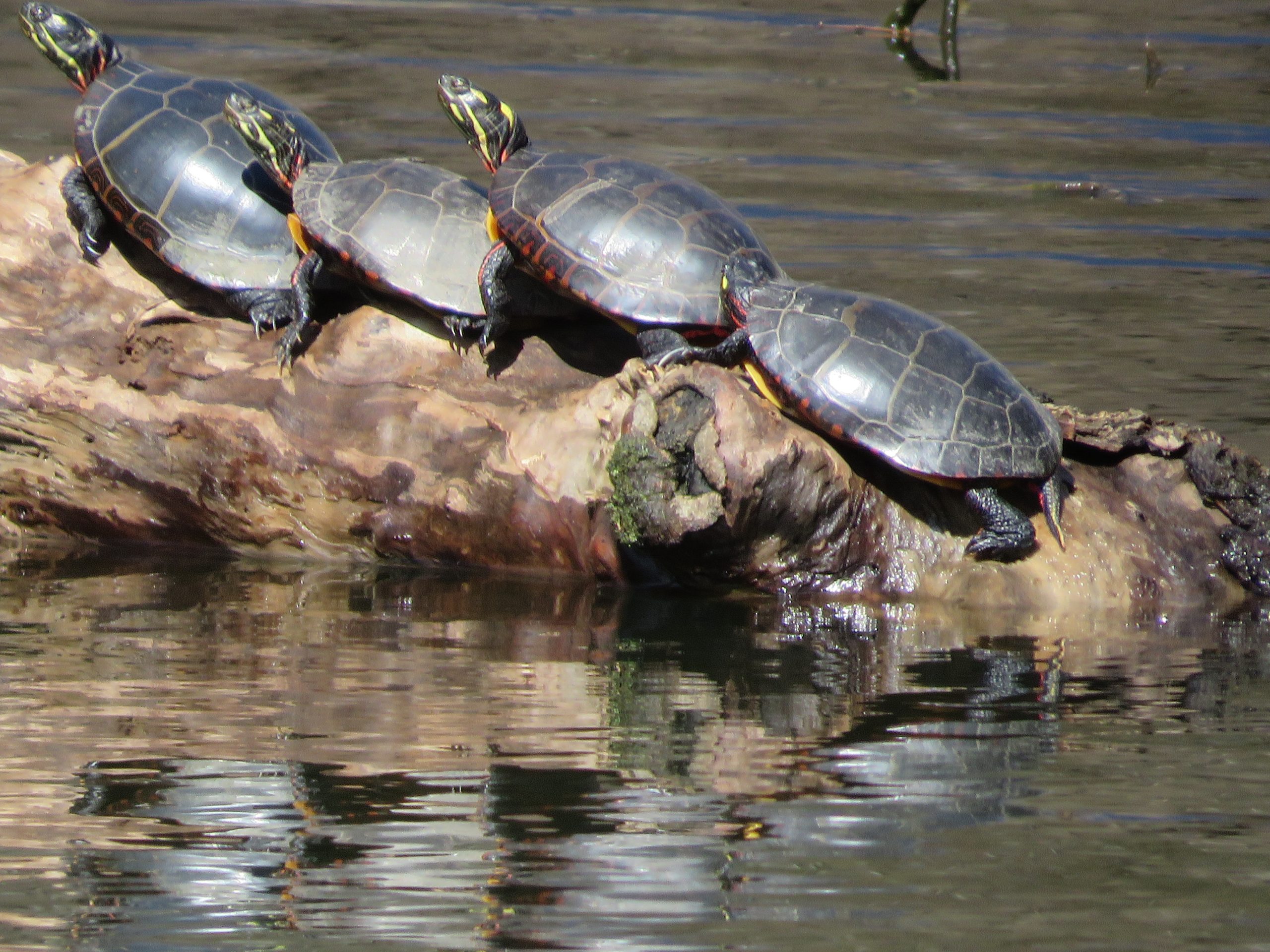 Painted Turtles