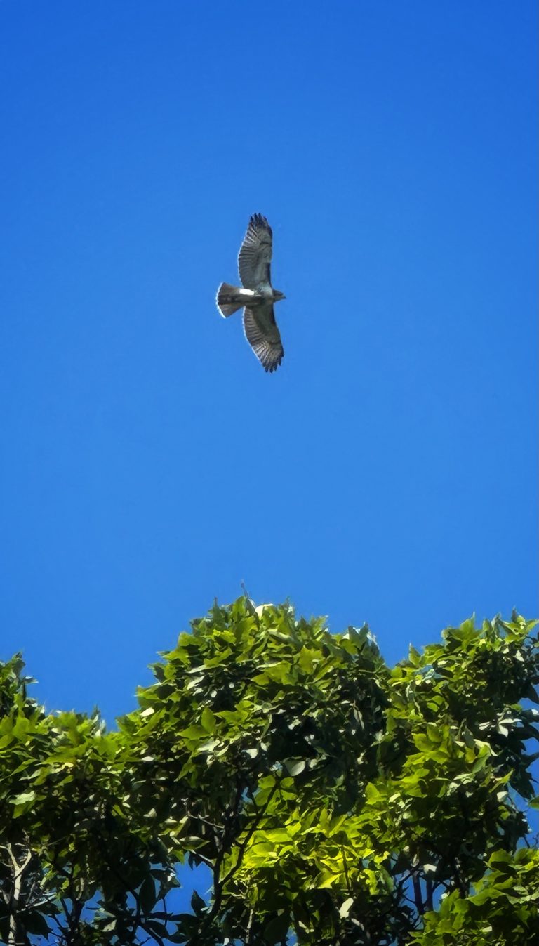 Red tail hawk soaring above the trees