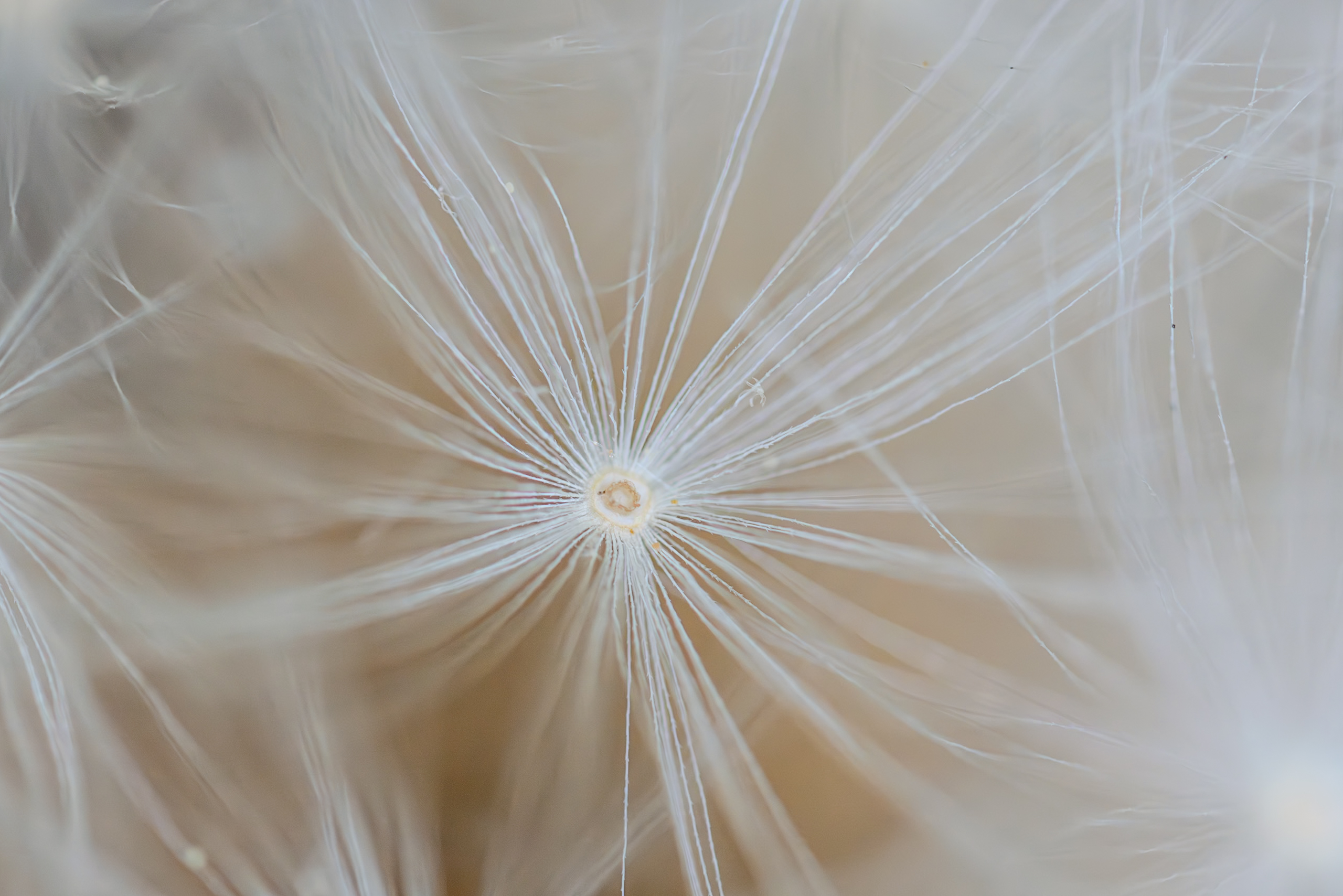5x Macro closeup of a dandelion