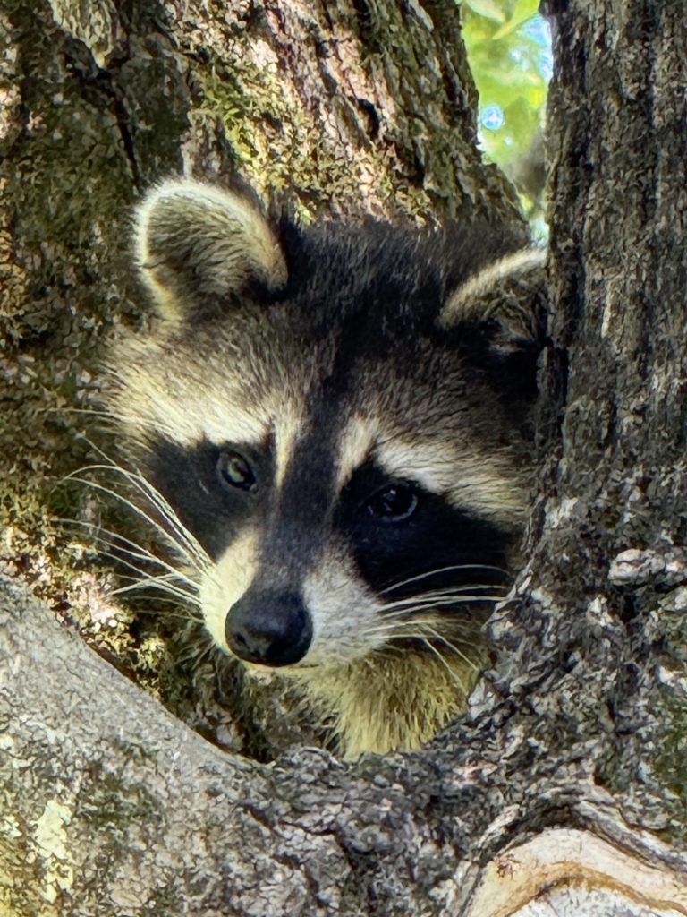 Raccoon Waking Up In Tree