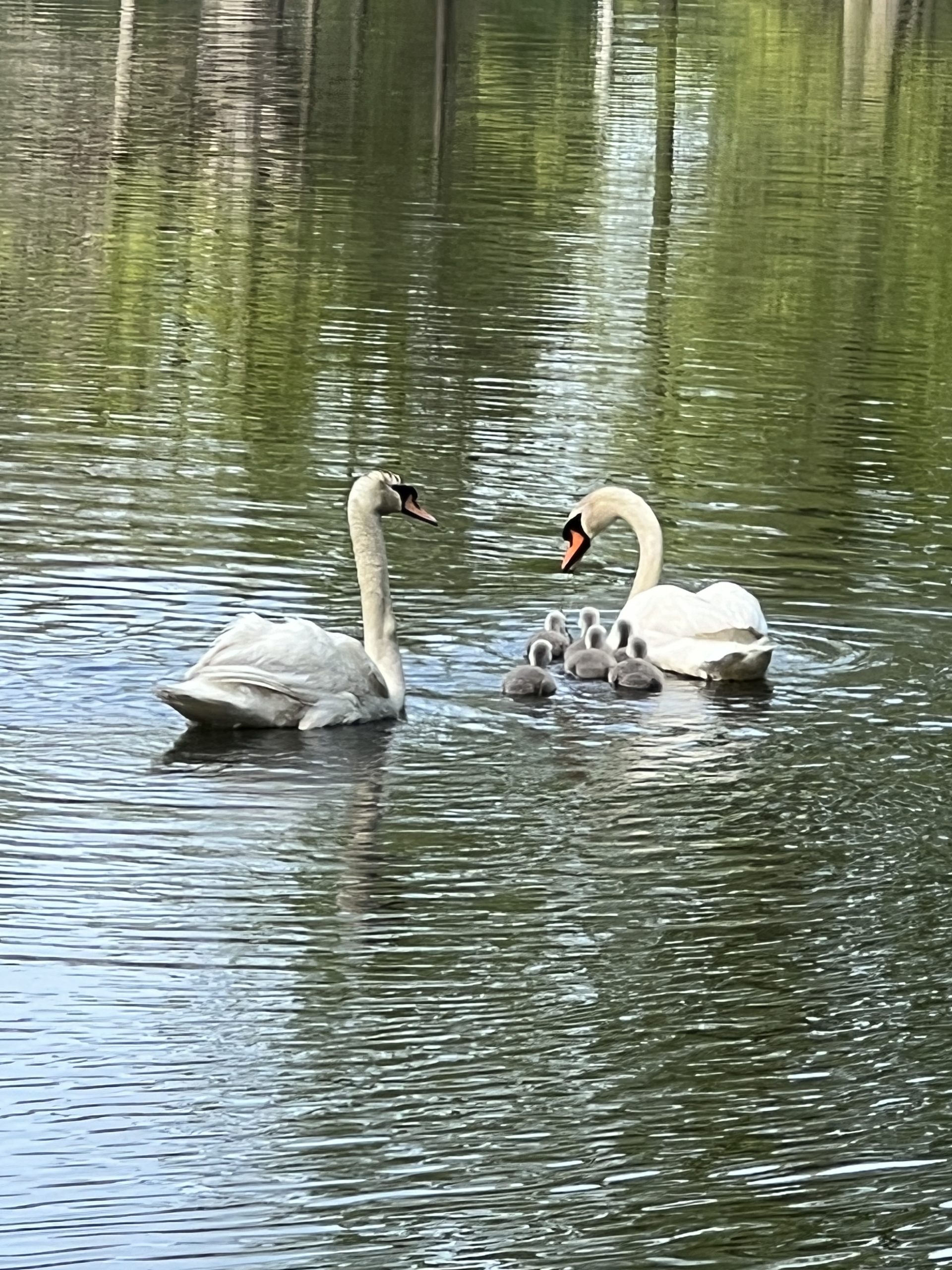 Swans with Cygnets