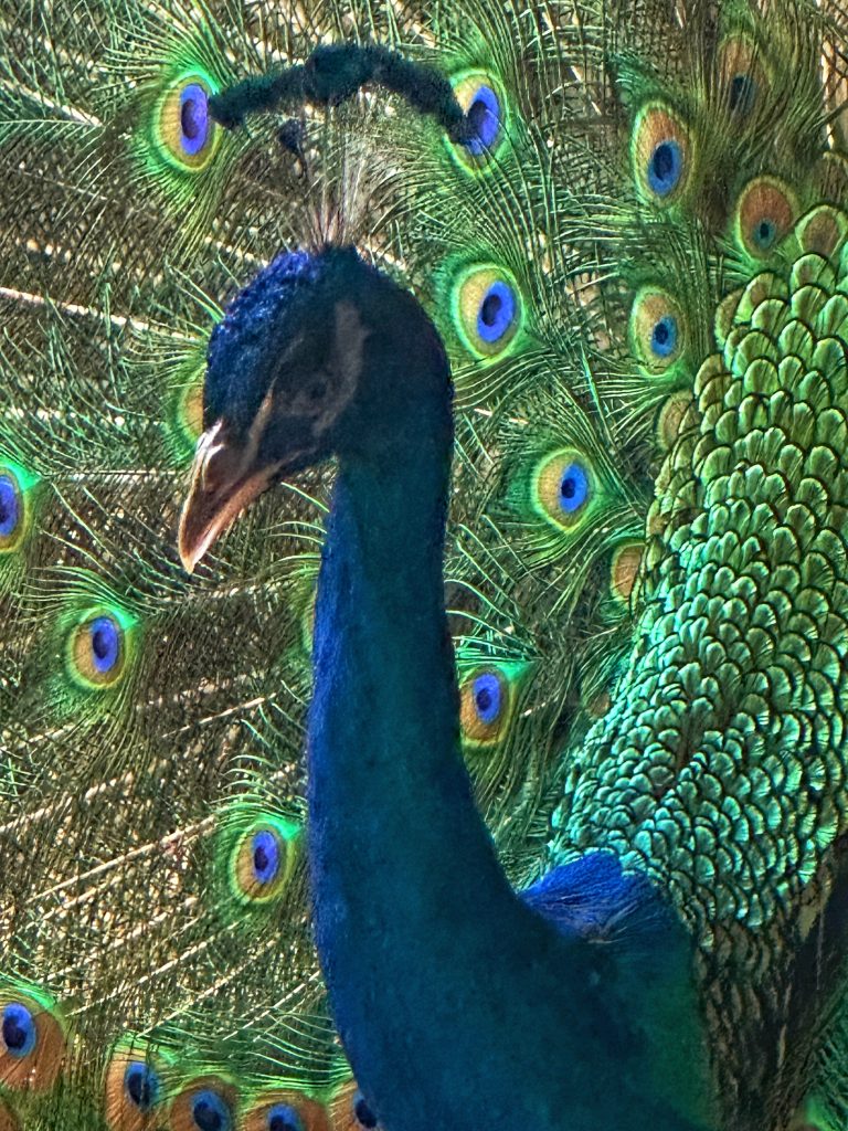 Peacock