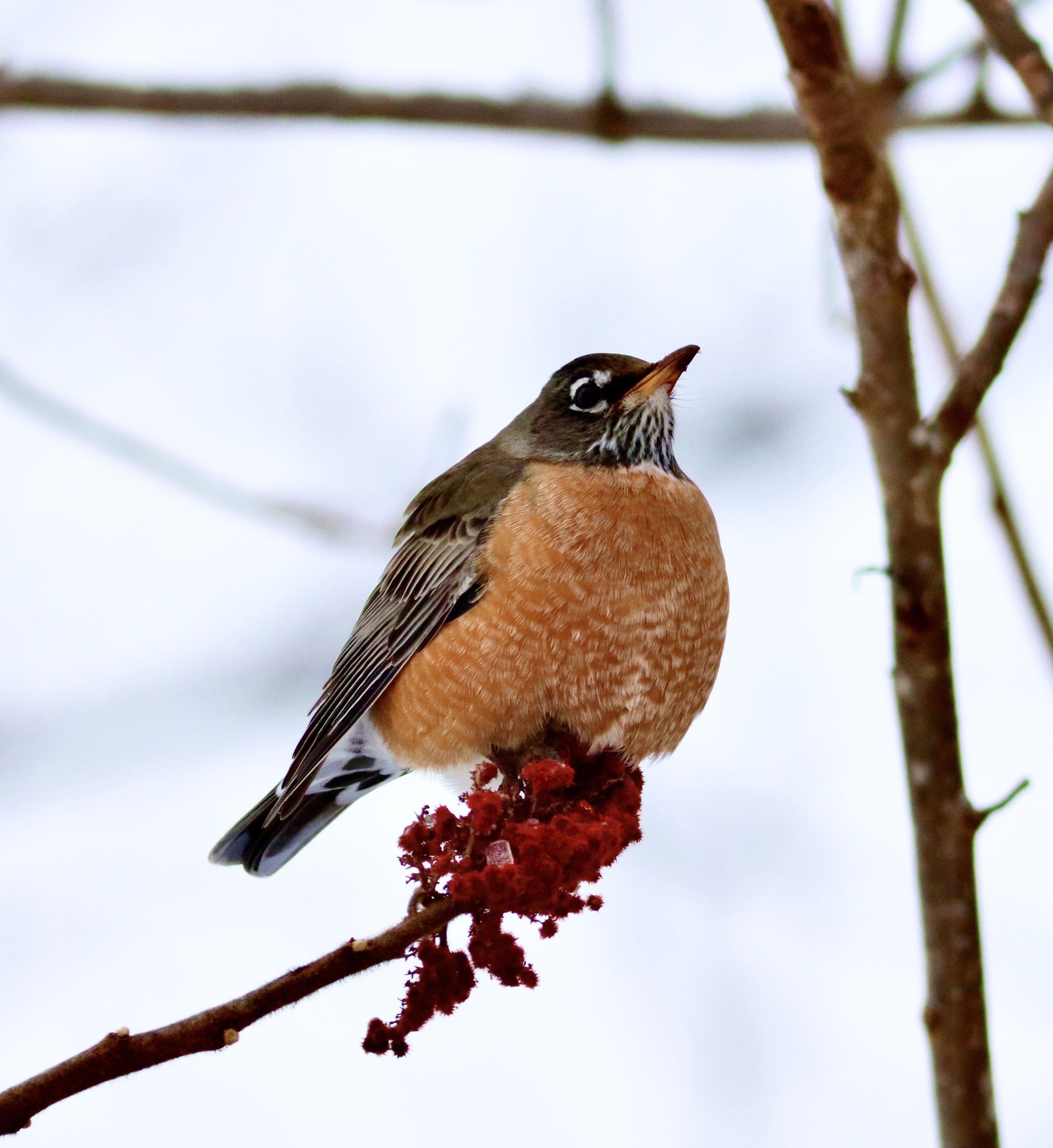 An American Robin eating Sumac along the rail trail