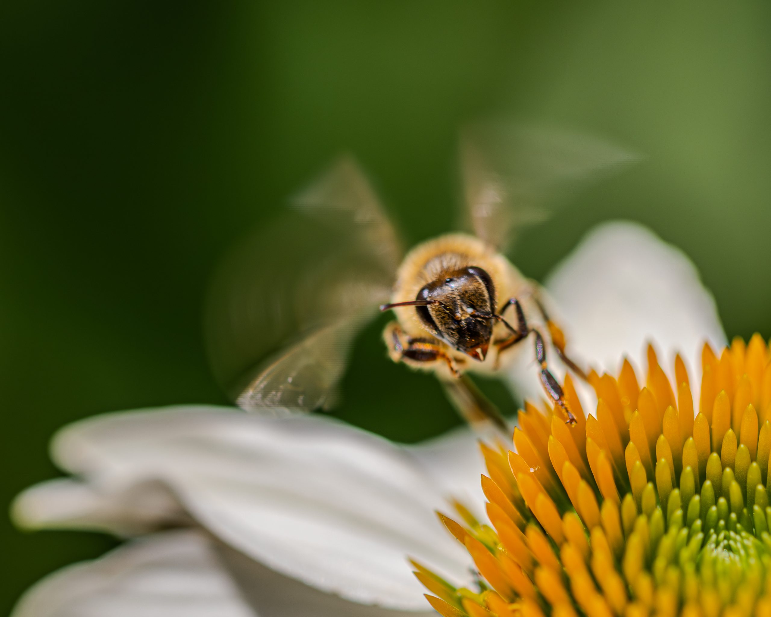 Honeybee midflight wisps on a white Coneflower